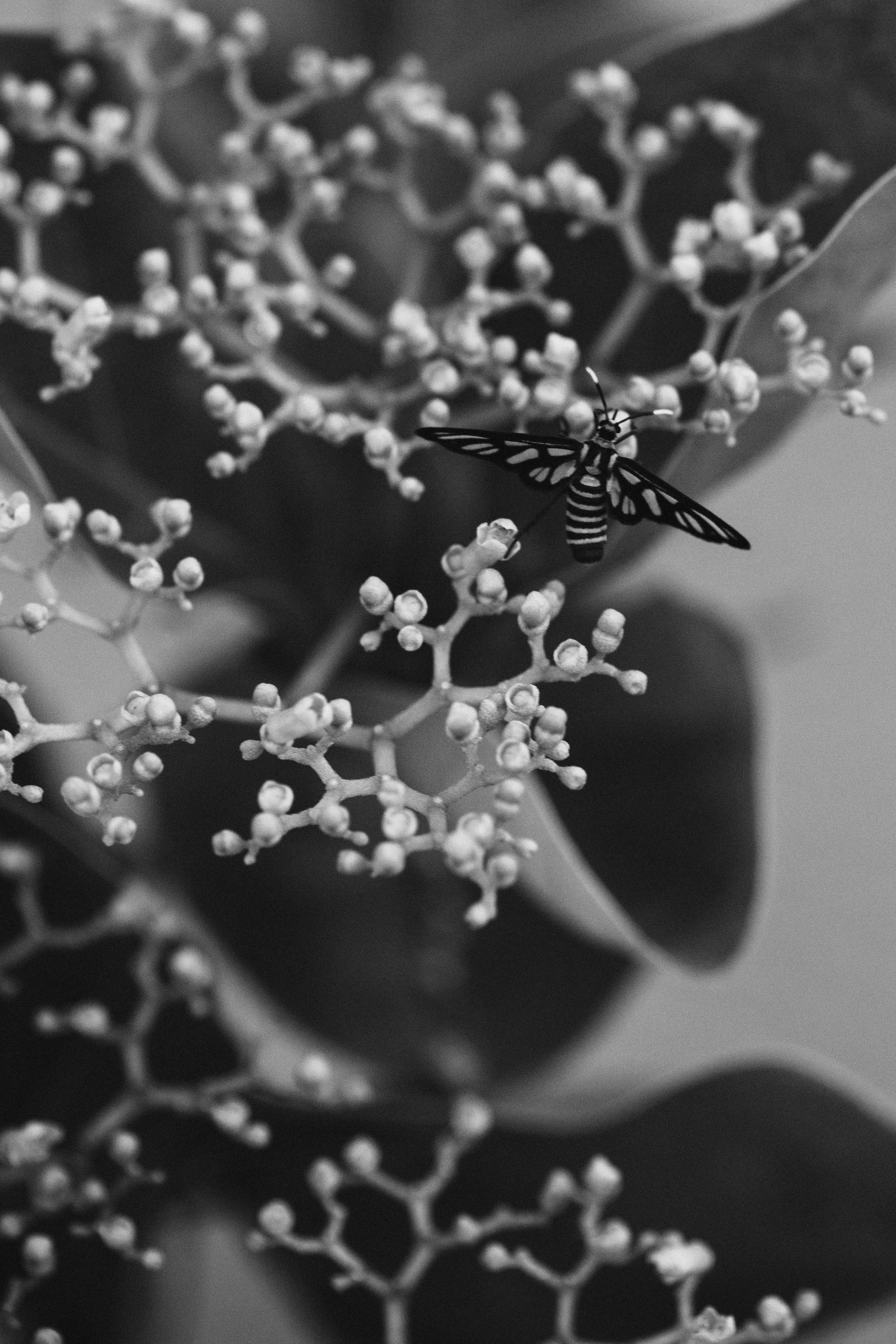 Arabesque