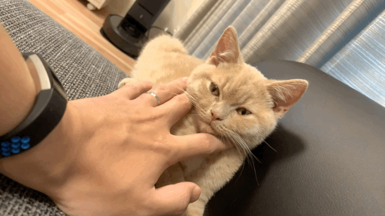 Hotate - fluffy