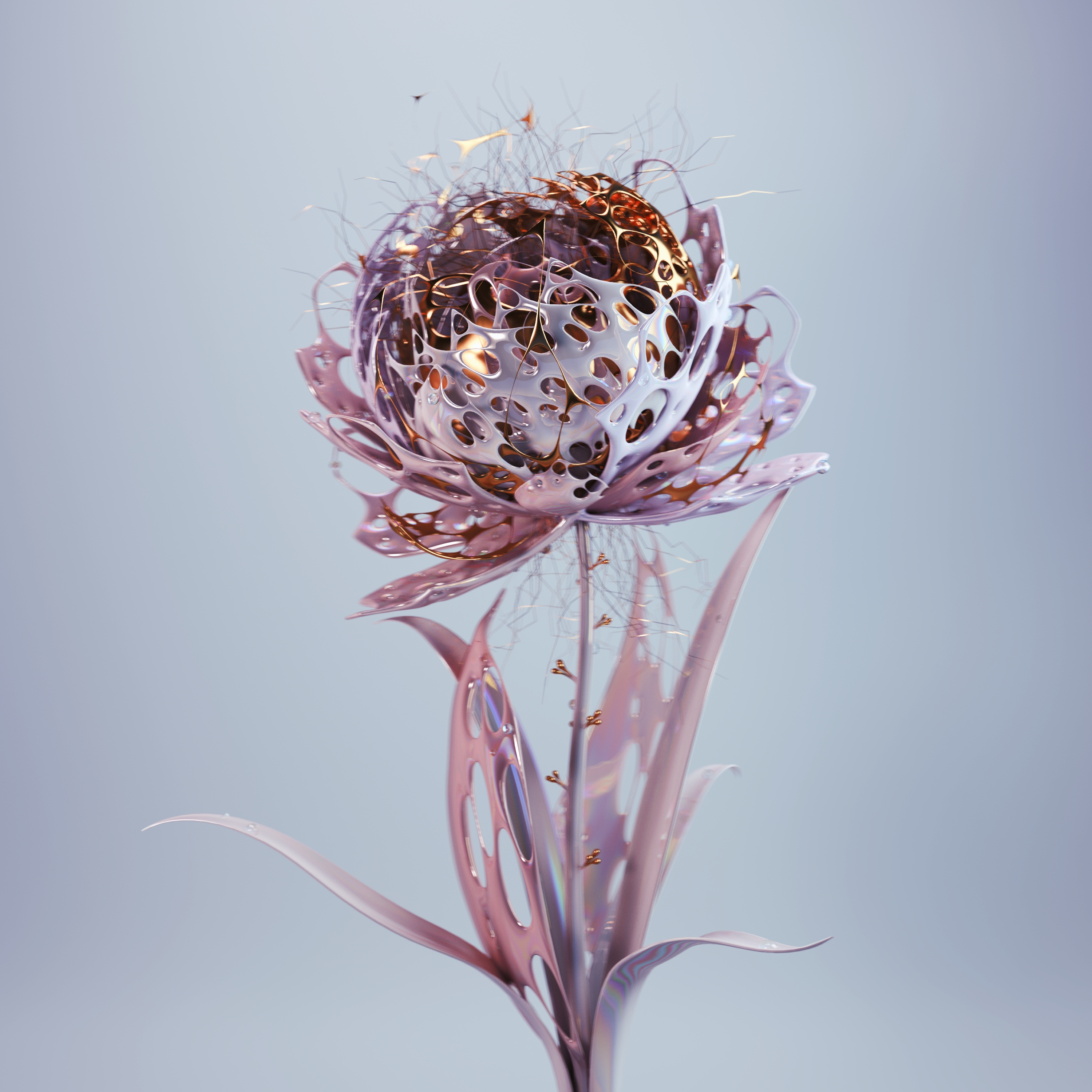 Bloom