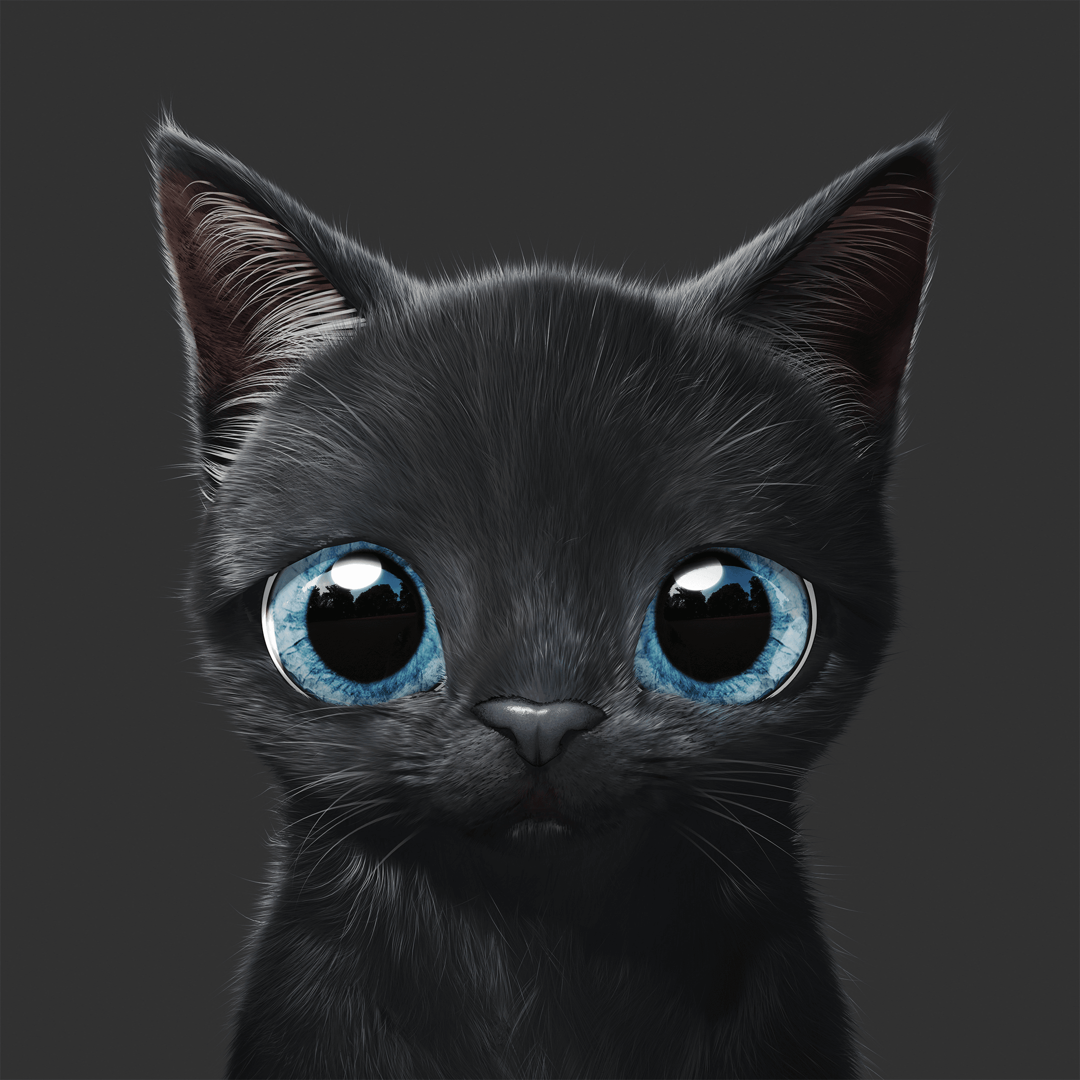 #49 Bomb the Kitten