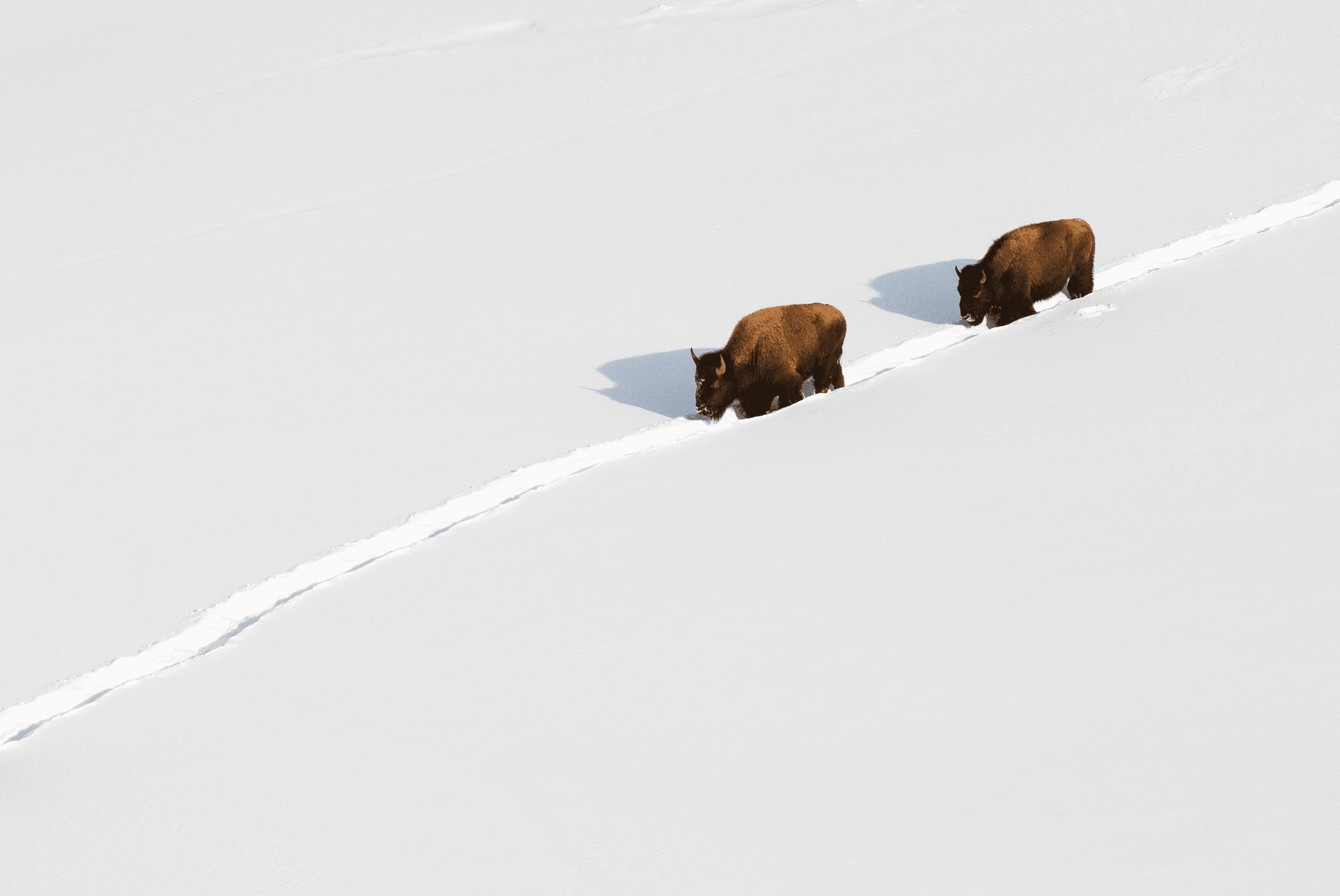 Balance #15 Bison