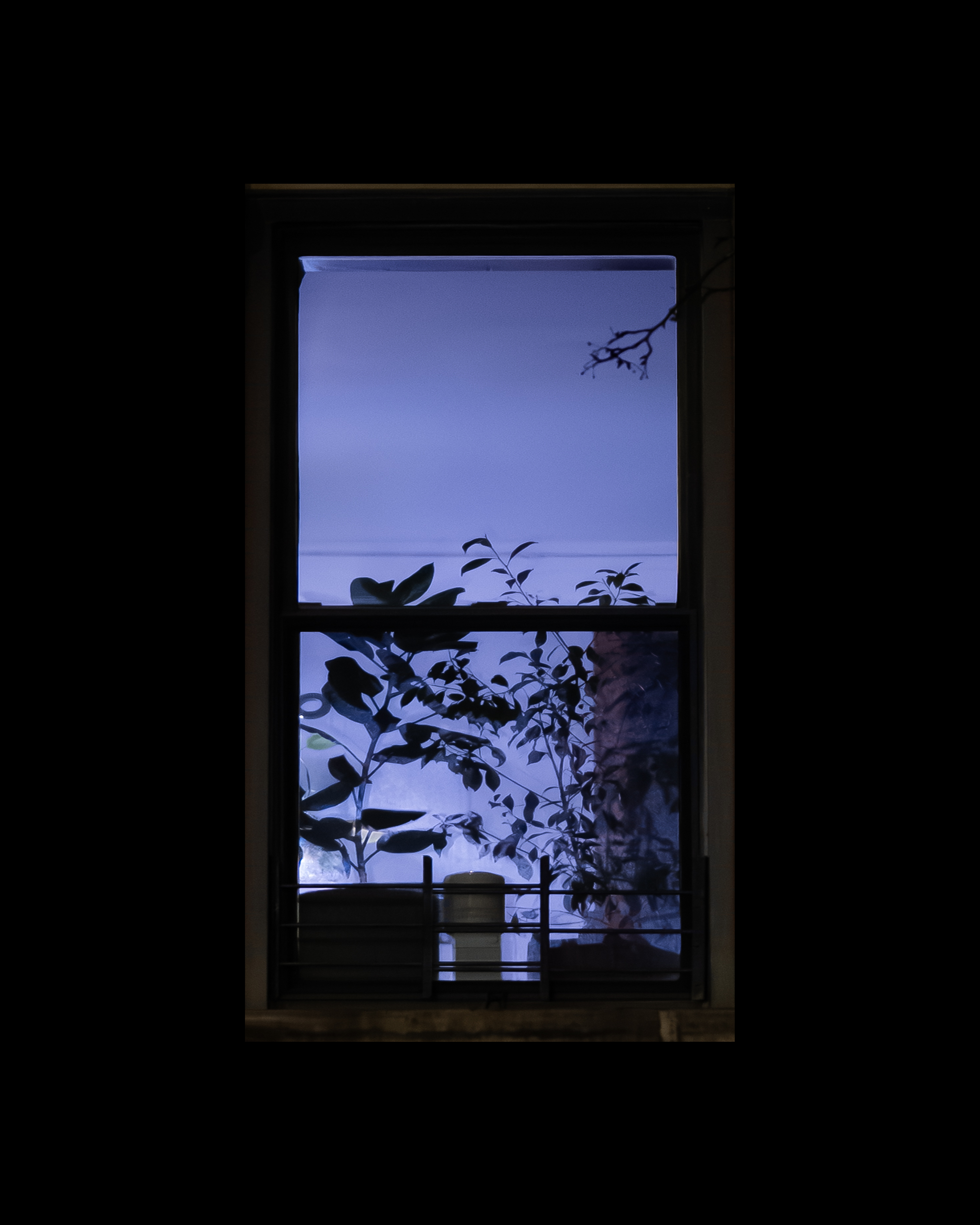 WINDOW 245