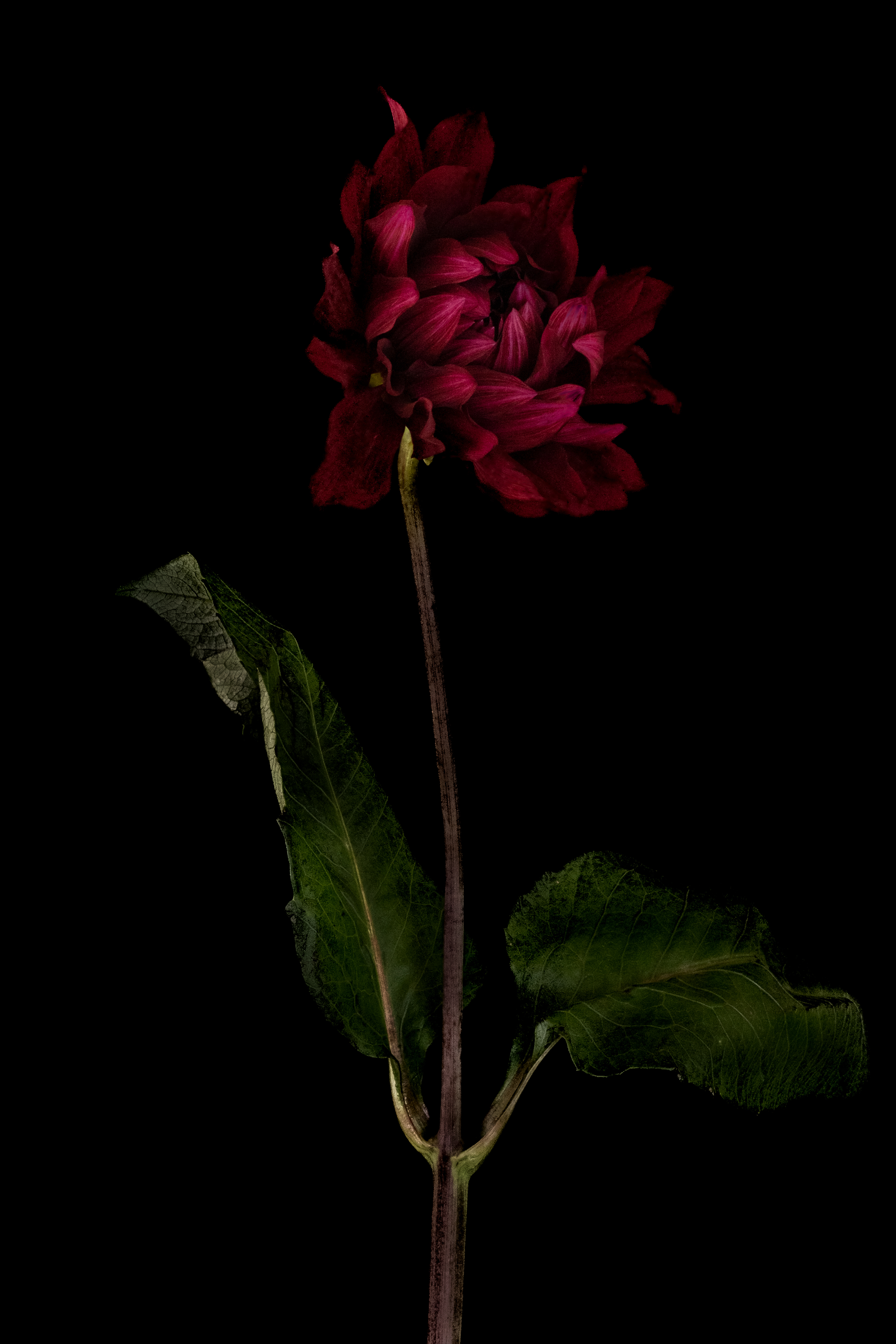 Dahlia #2 