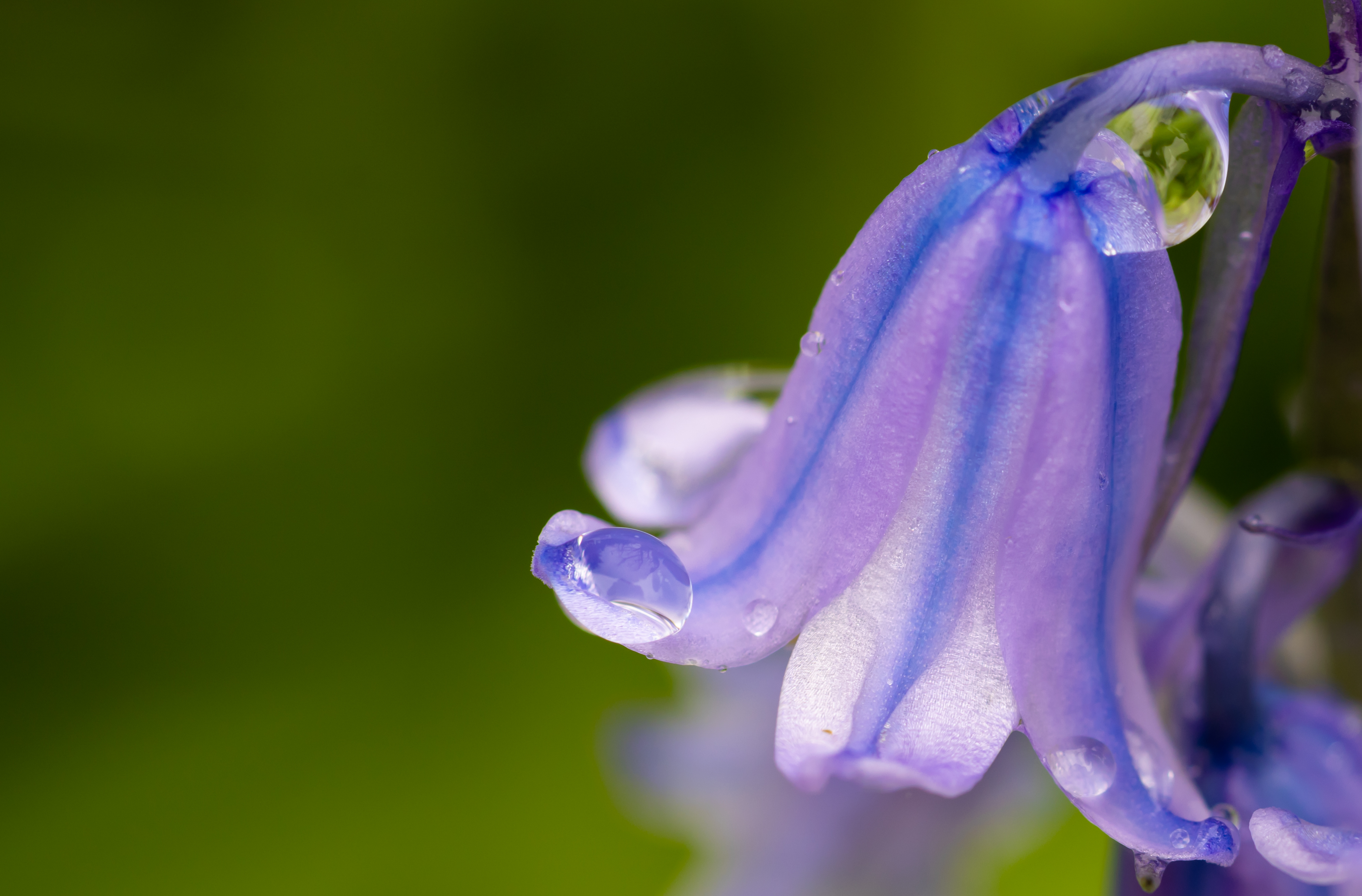 Whisperbell