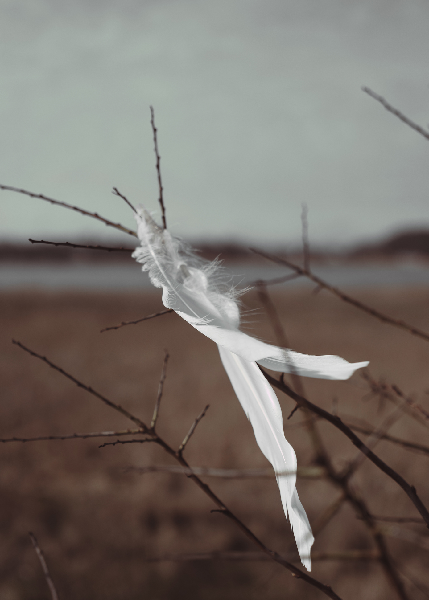Dream catcher