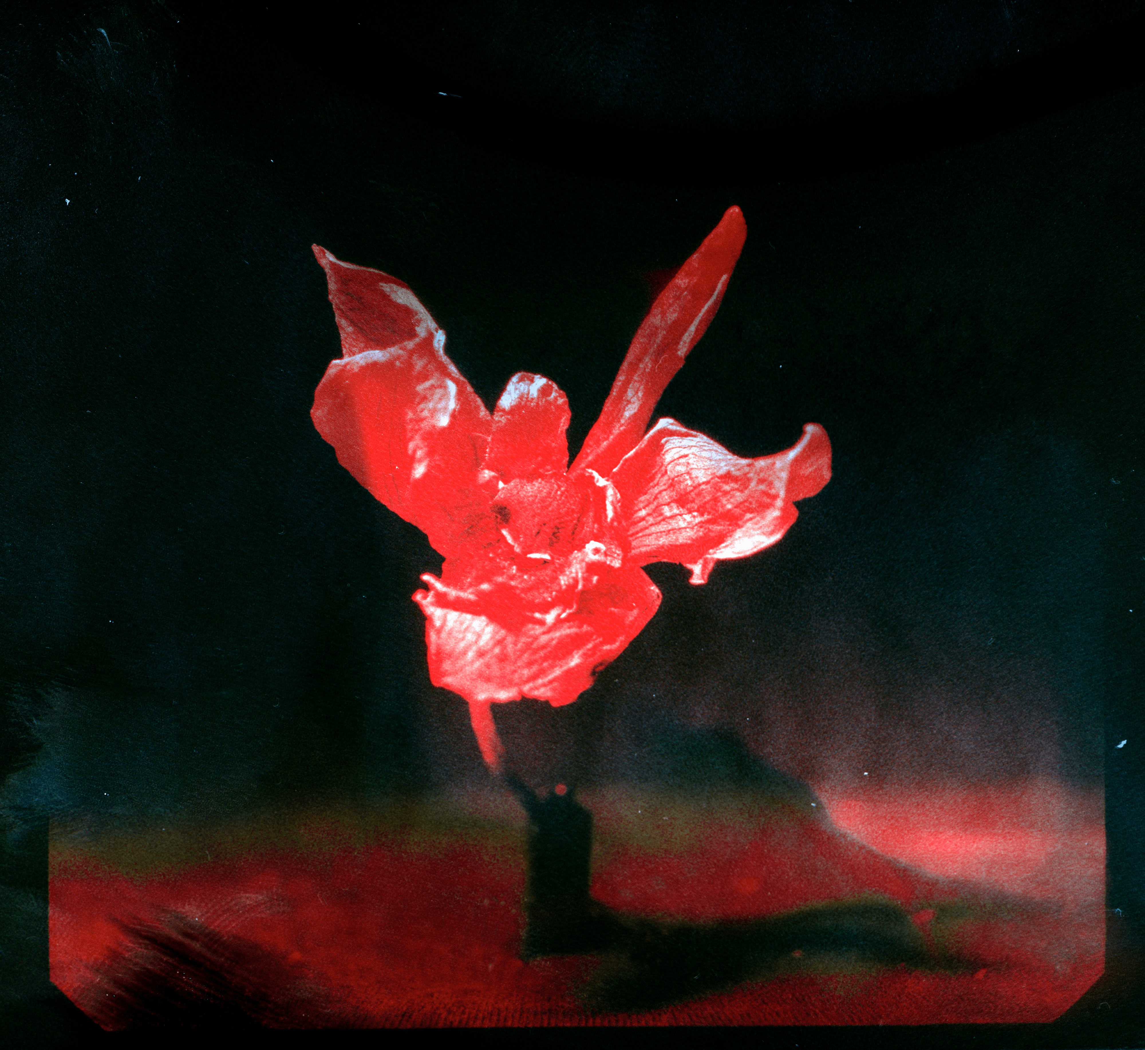 The Orchid