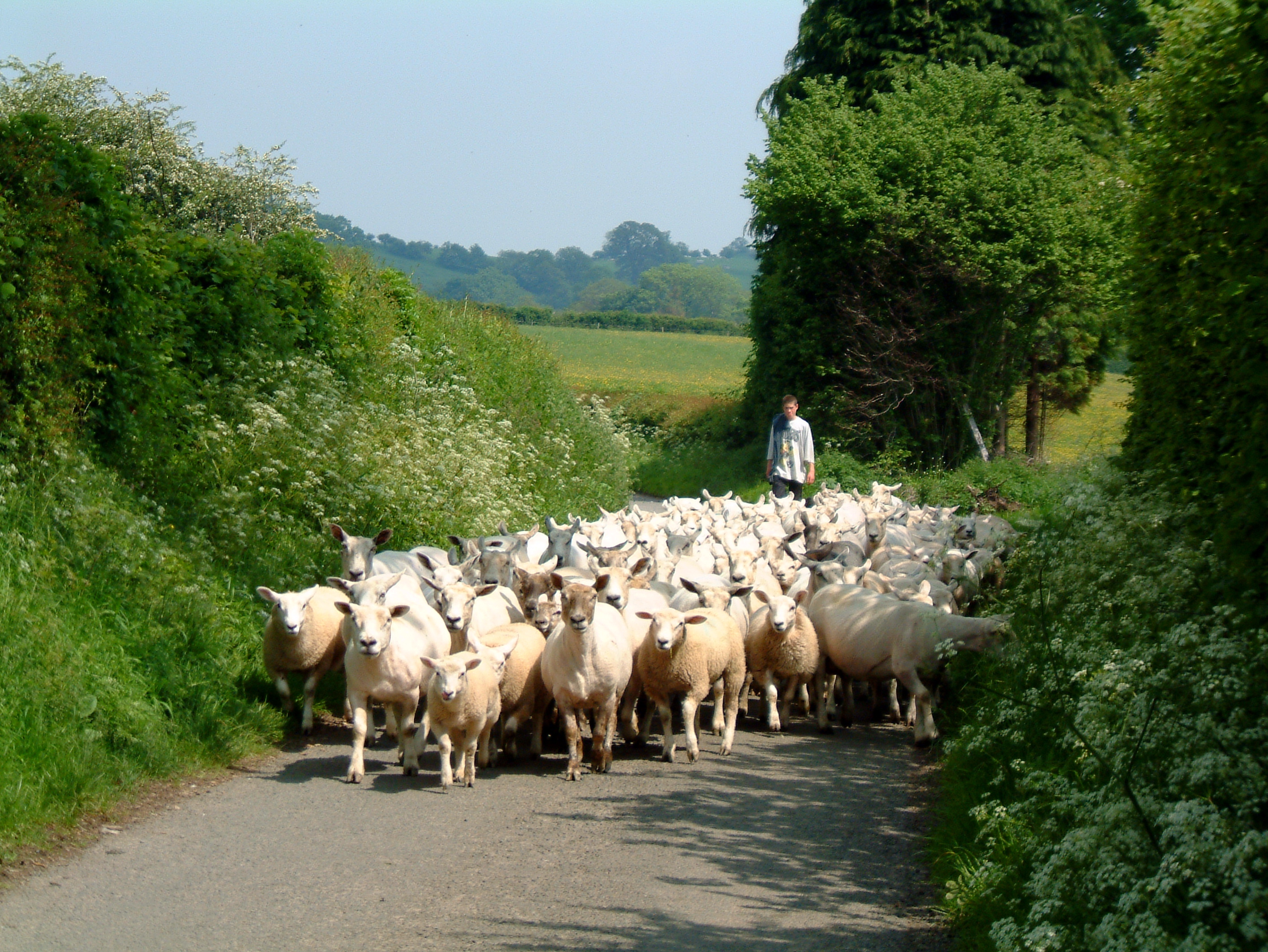 Sheep