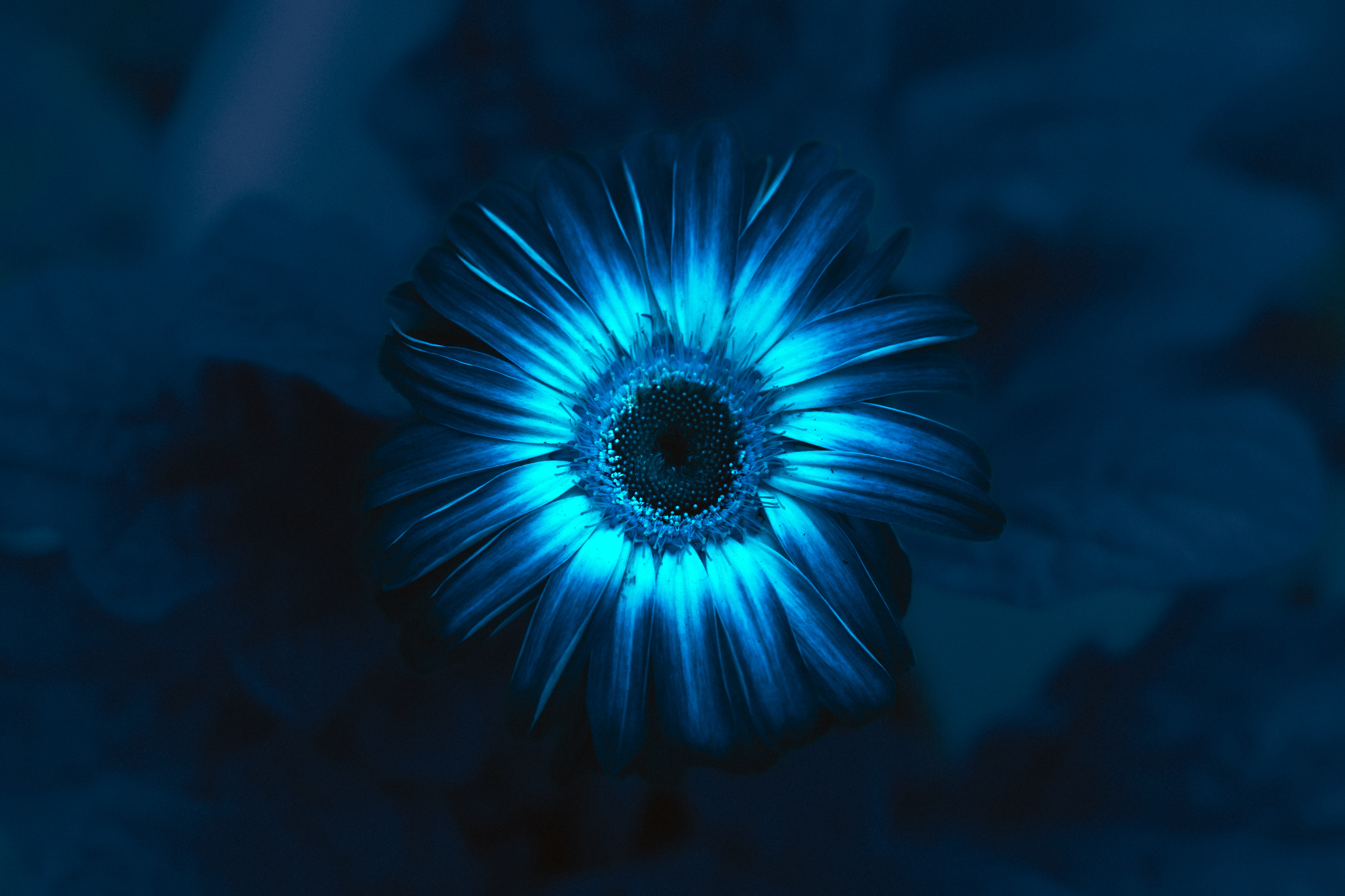 NOCTURNE