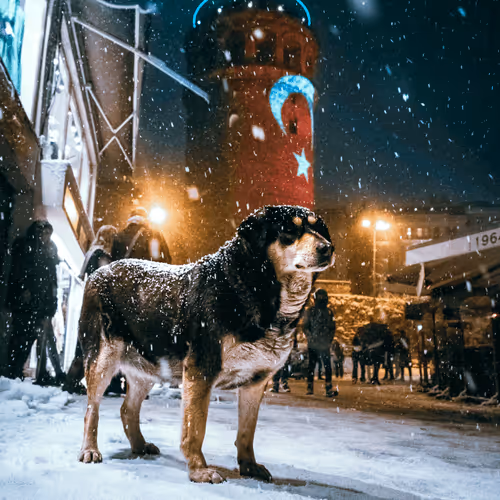Guard of Galata 
