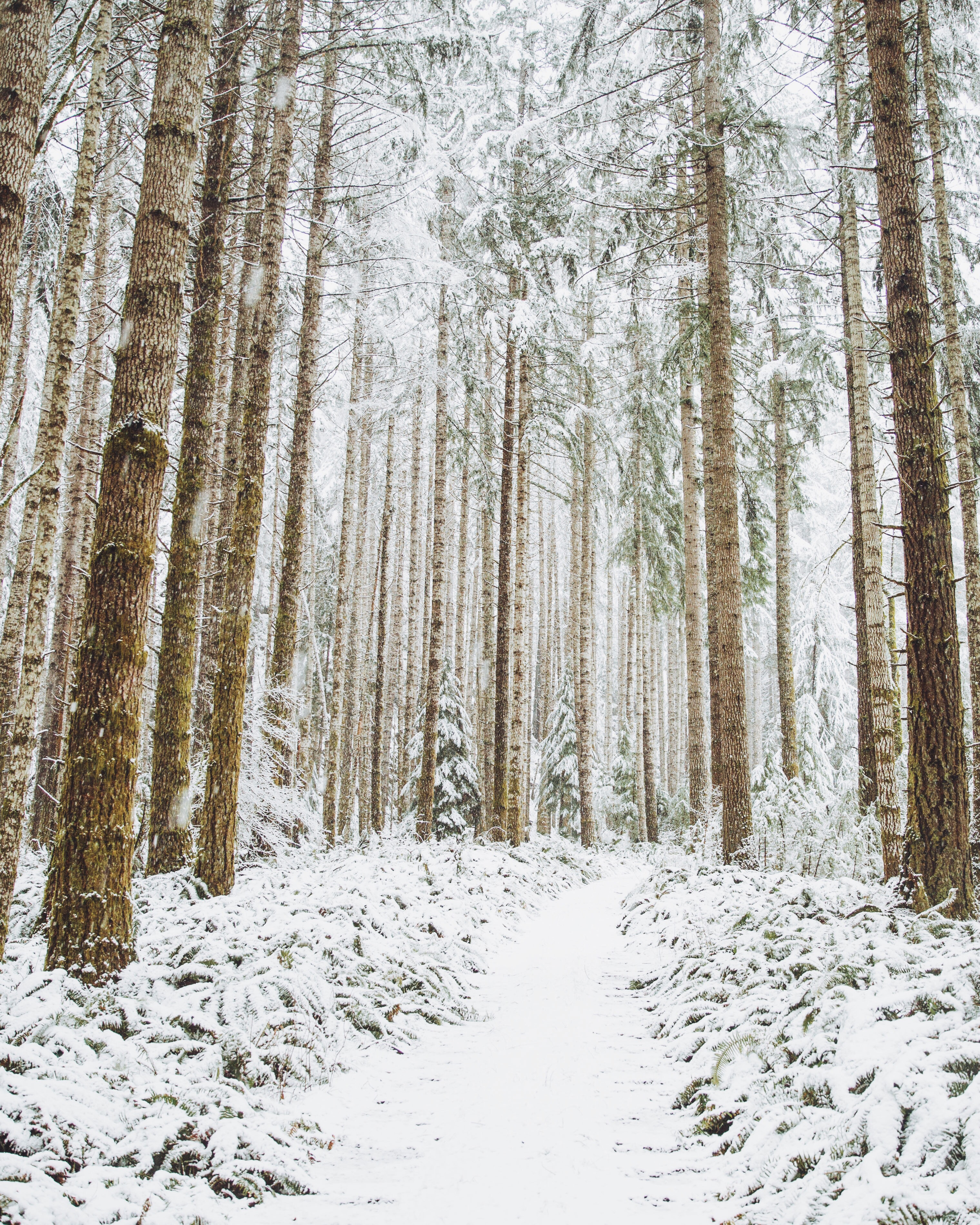 Winter Snow