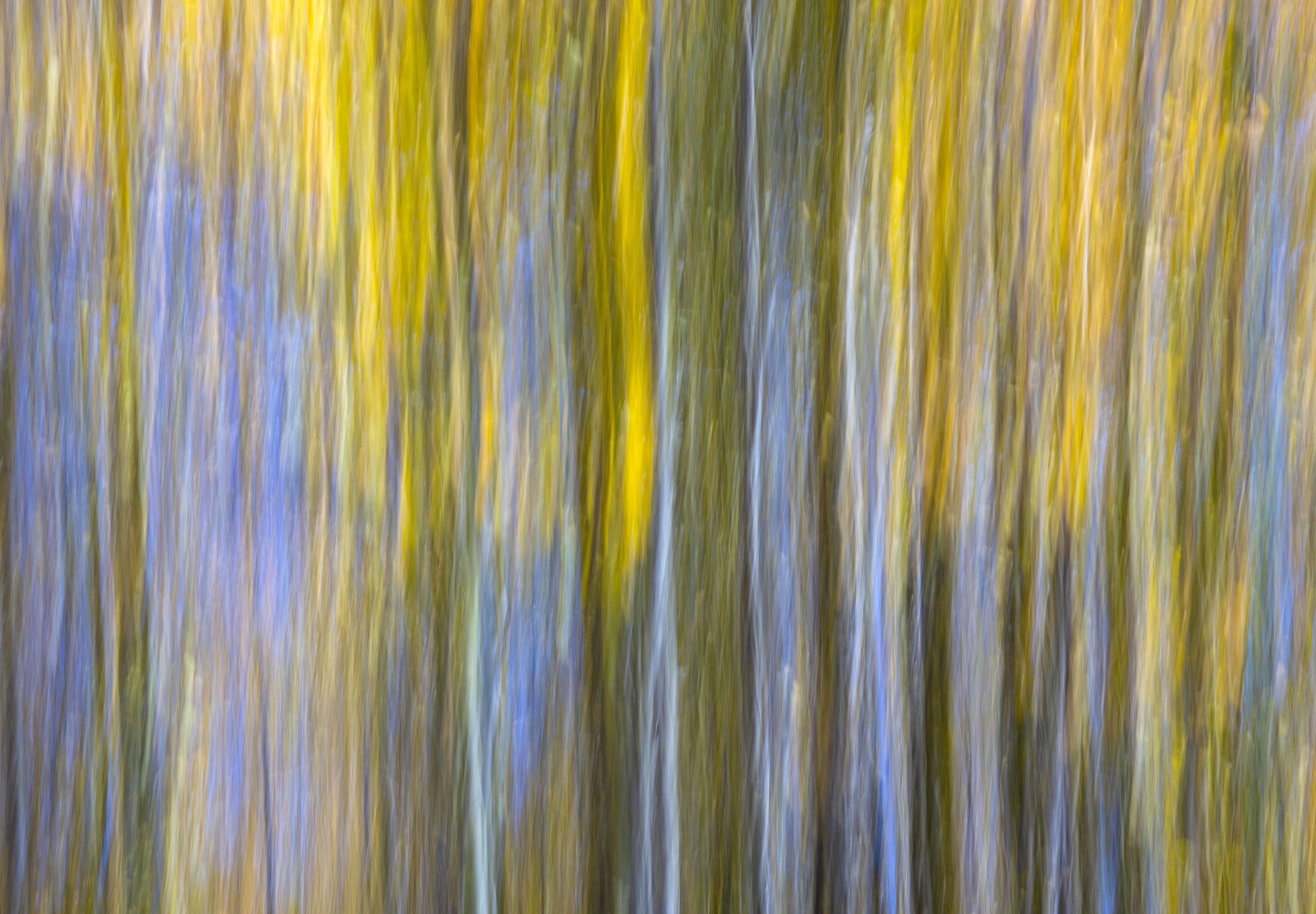 Aspen Blur