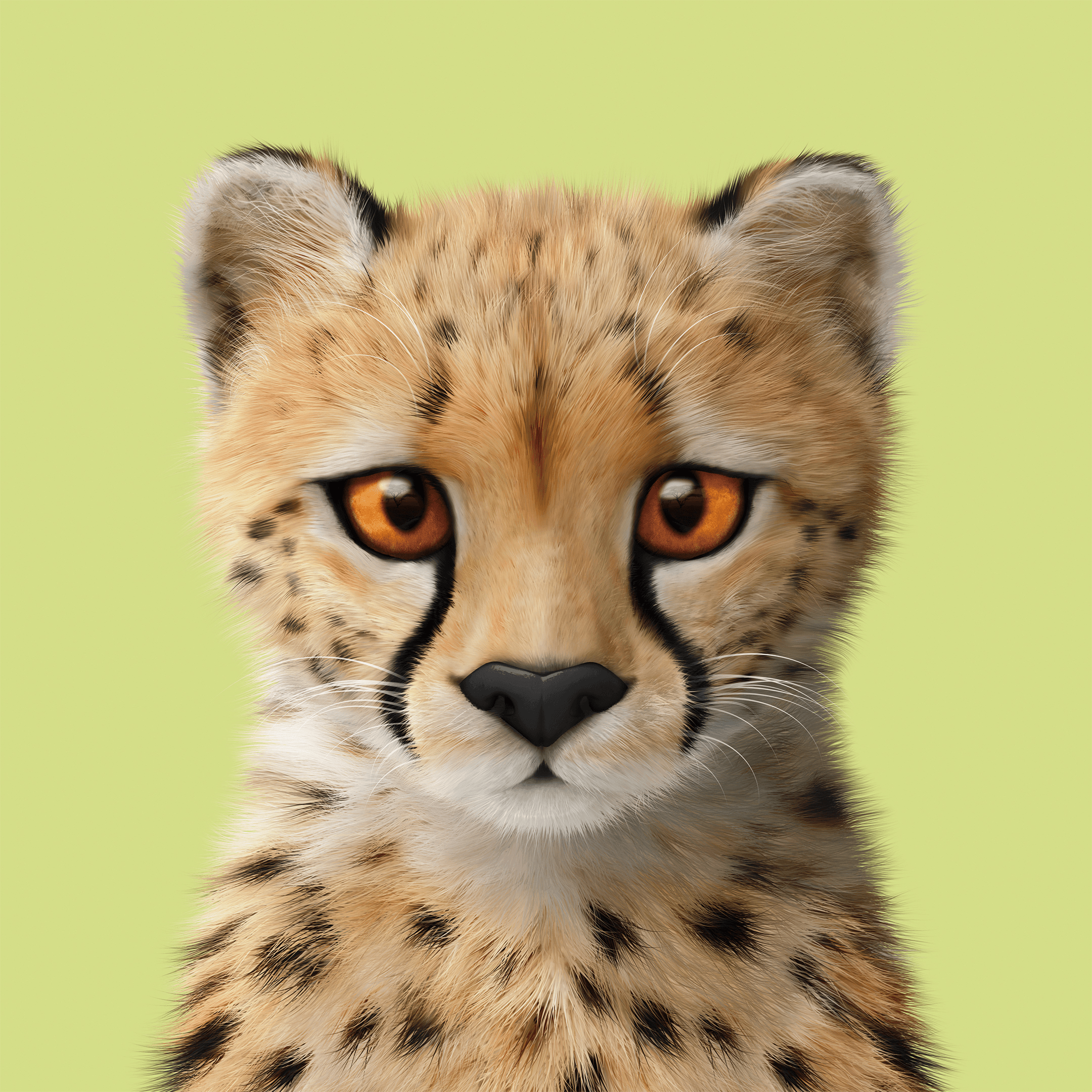 #341 Samantha the Cheetah