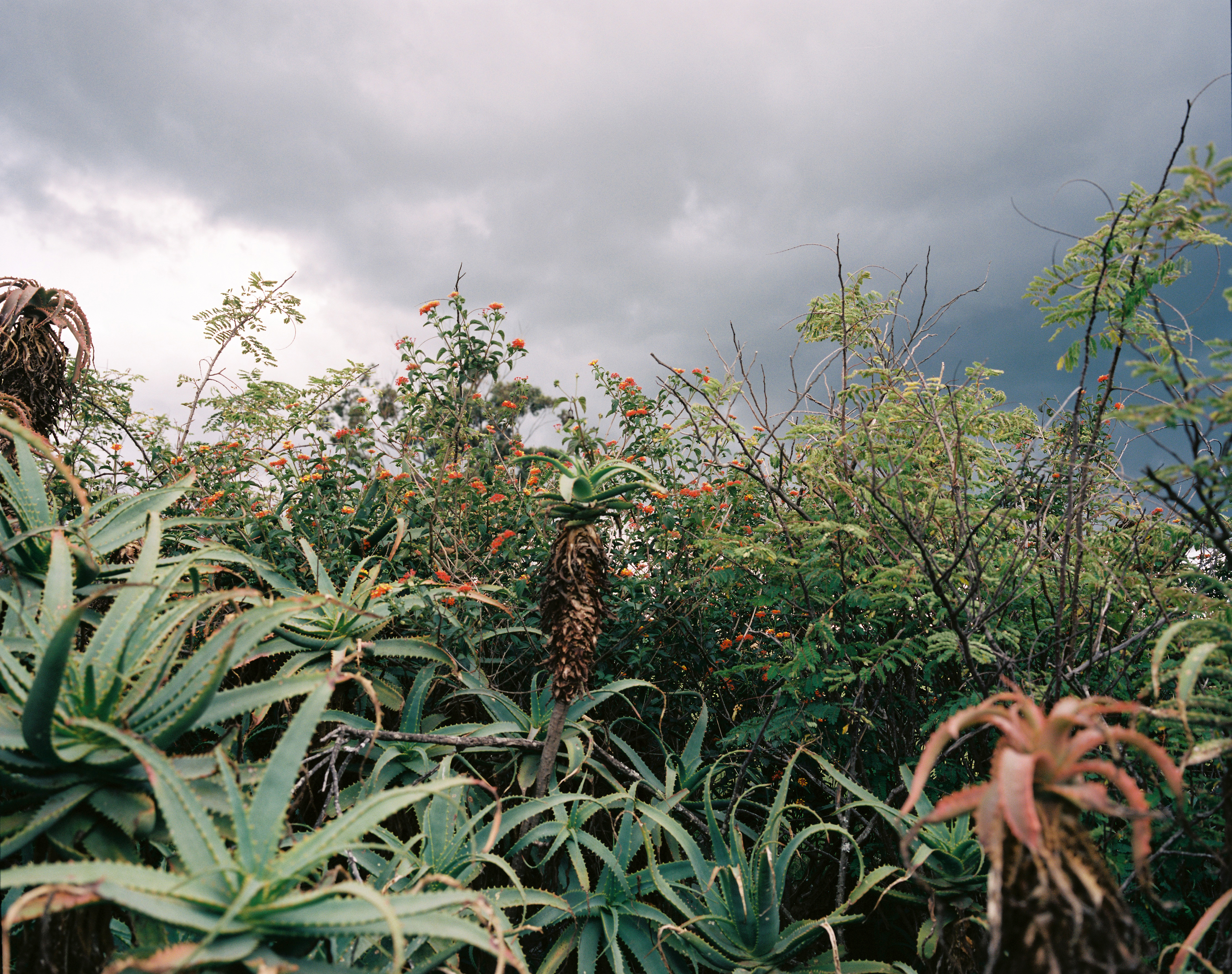 Kraal plants