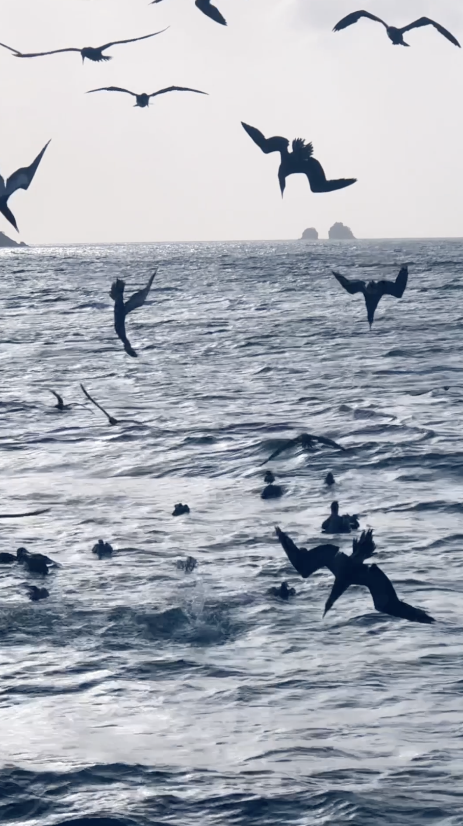 Dive Bombers