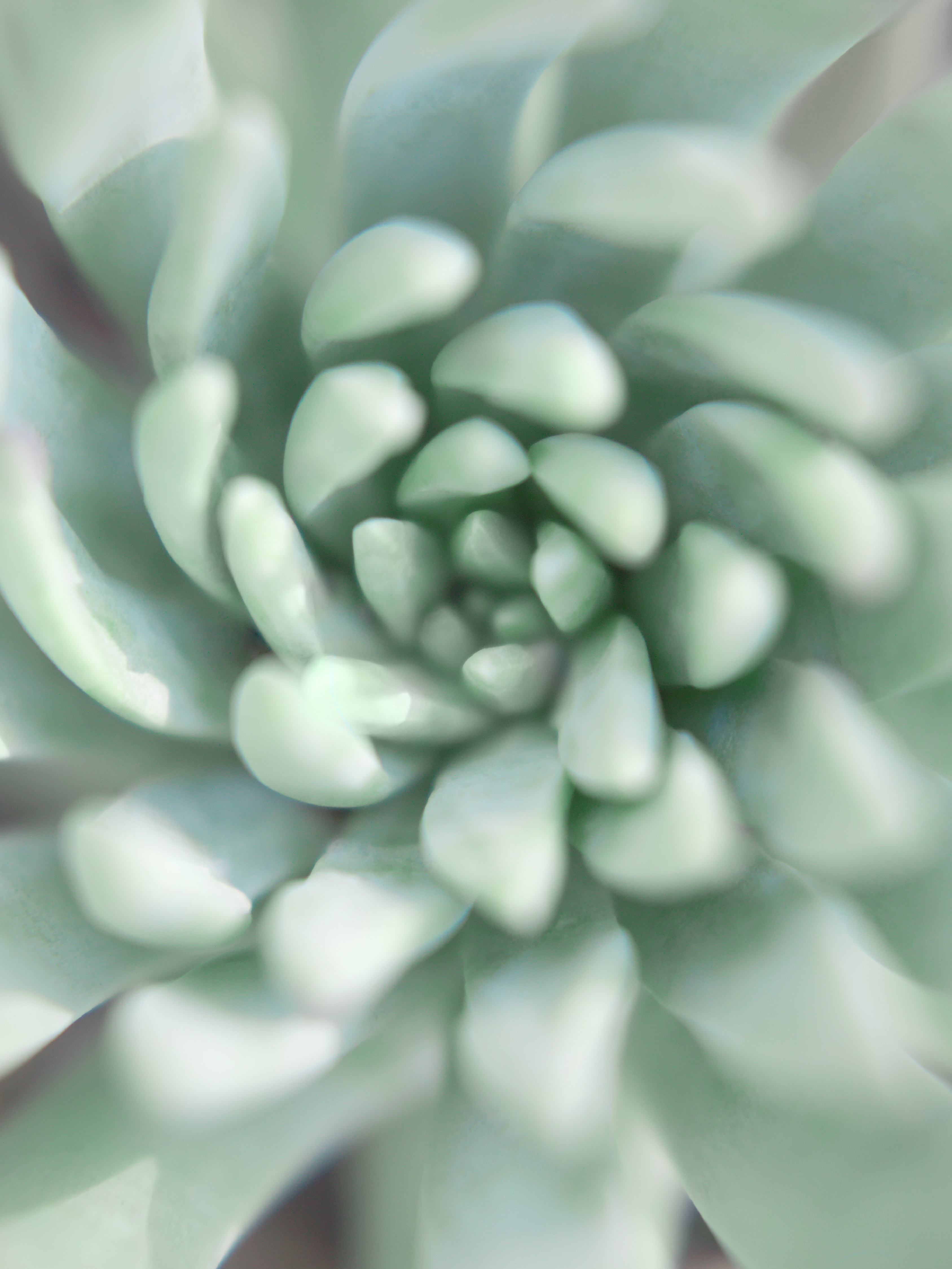 Bushes and Succulents - Succulents #16