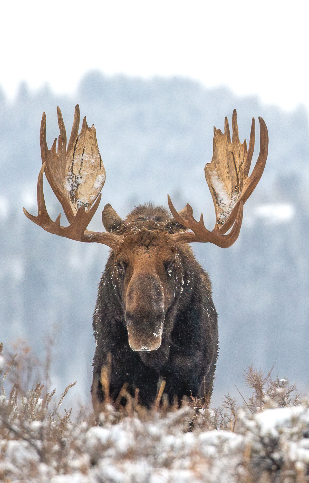 Majestic #12/40