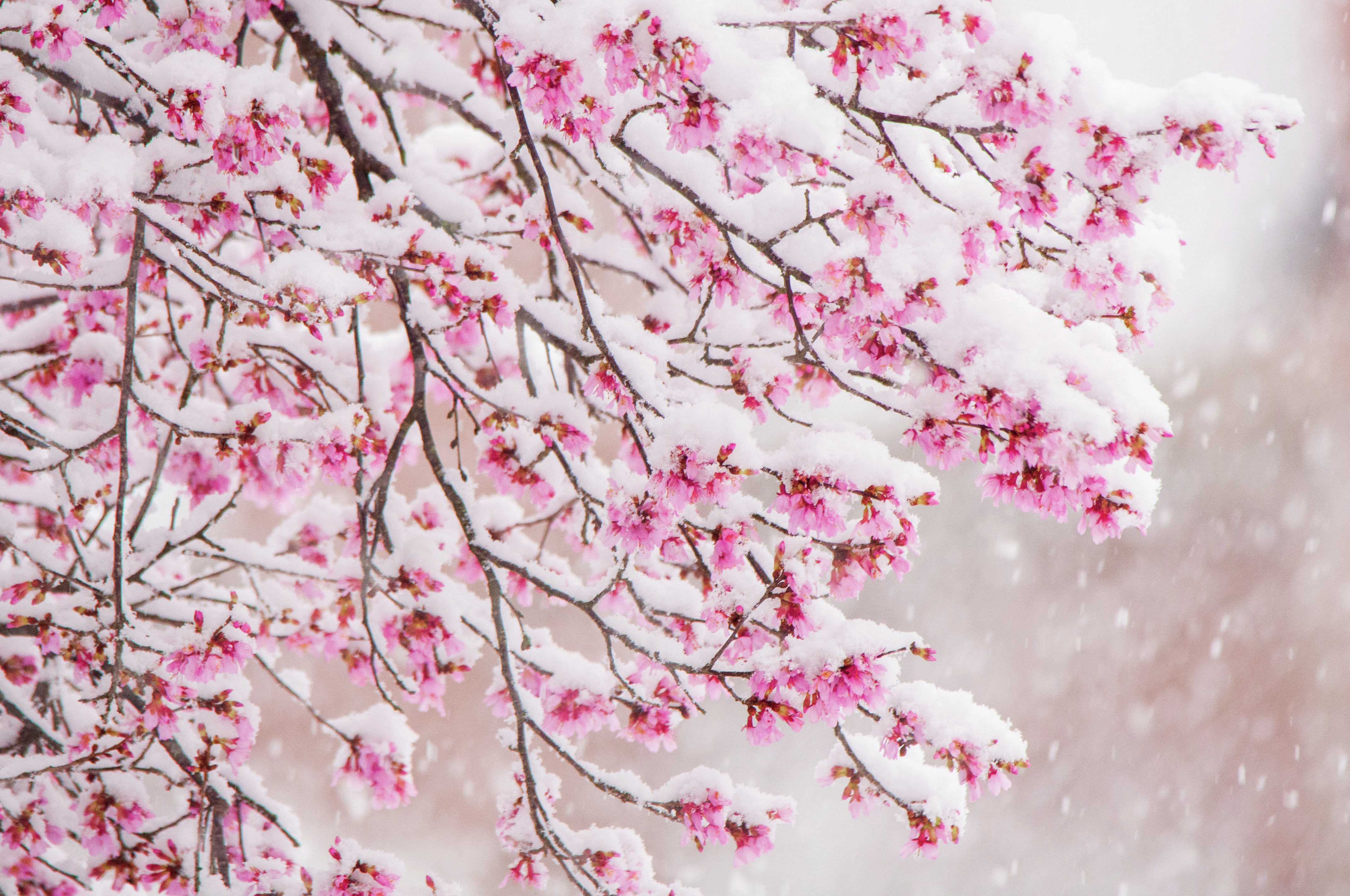 Seasons Collide