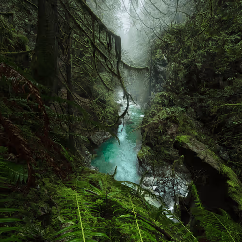 Evergreen Heaven