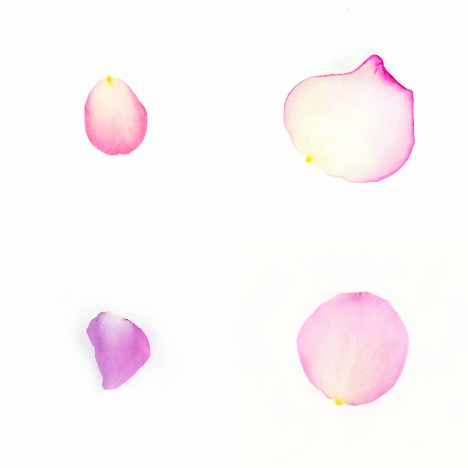 Infinite Petals 2x2#4202