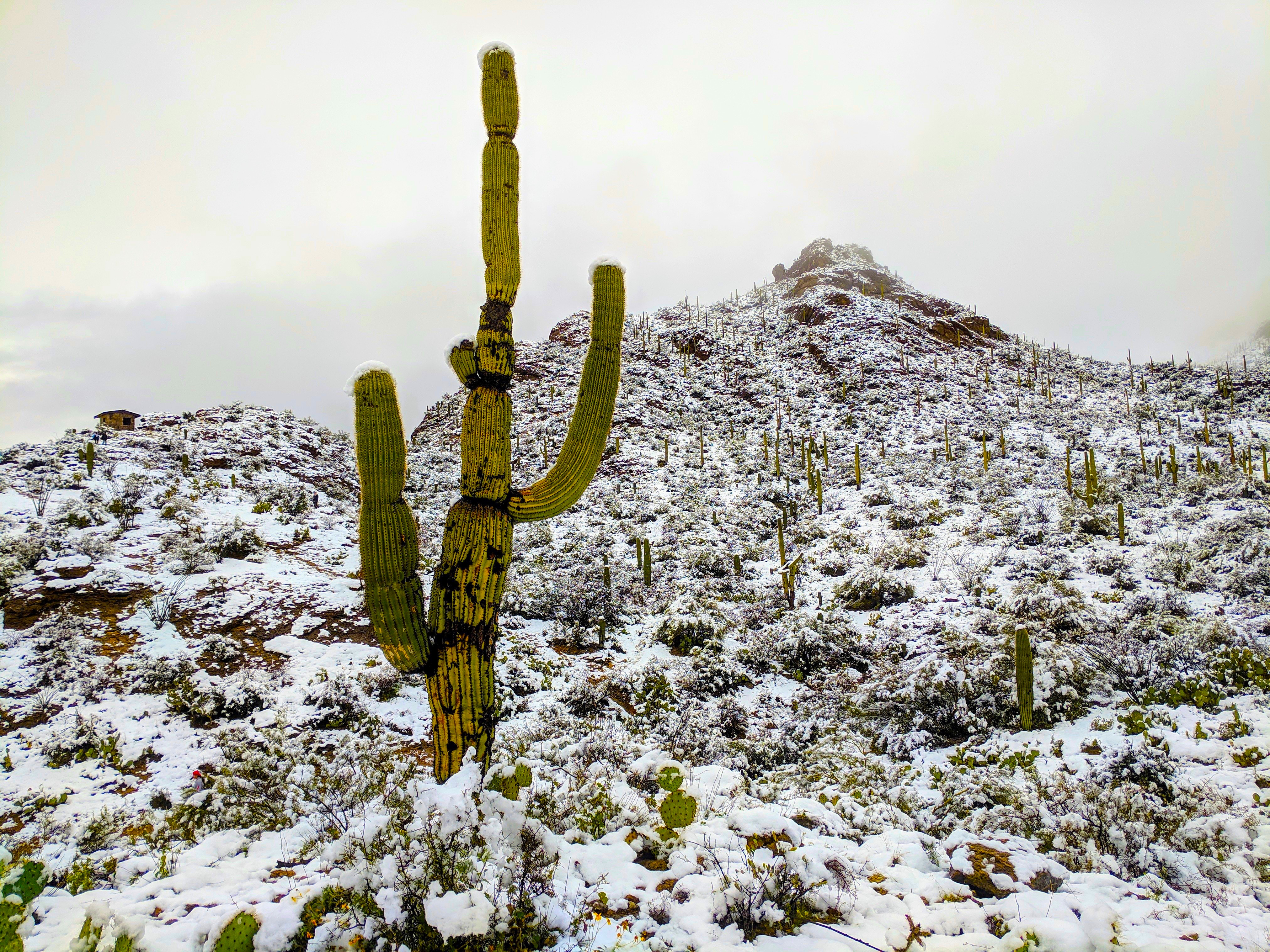 Desert Snow