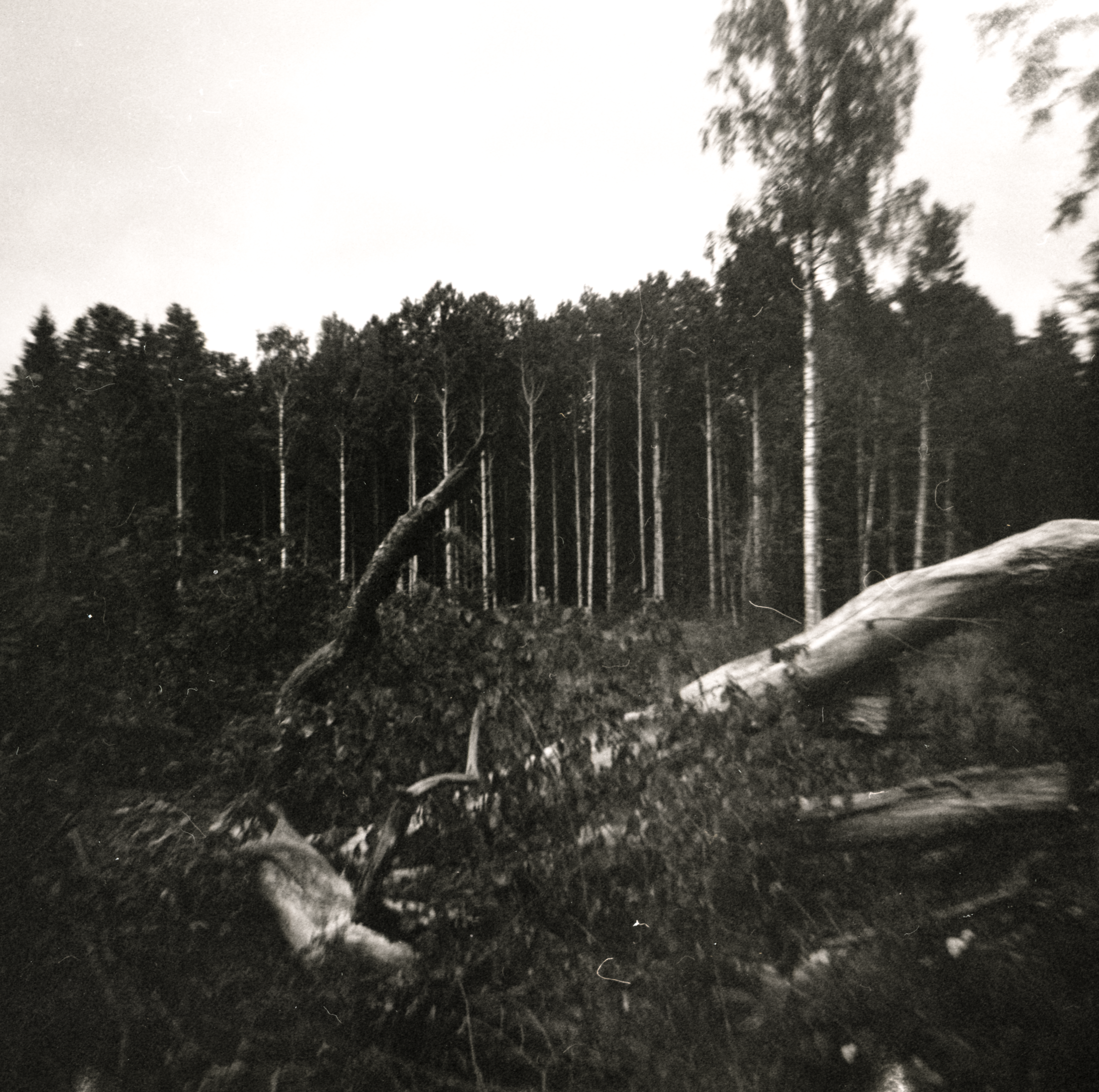 38 - boreal