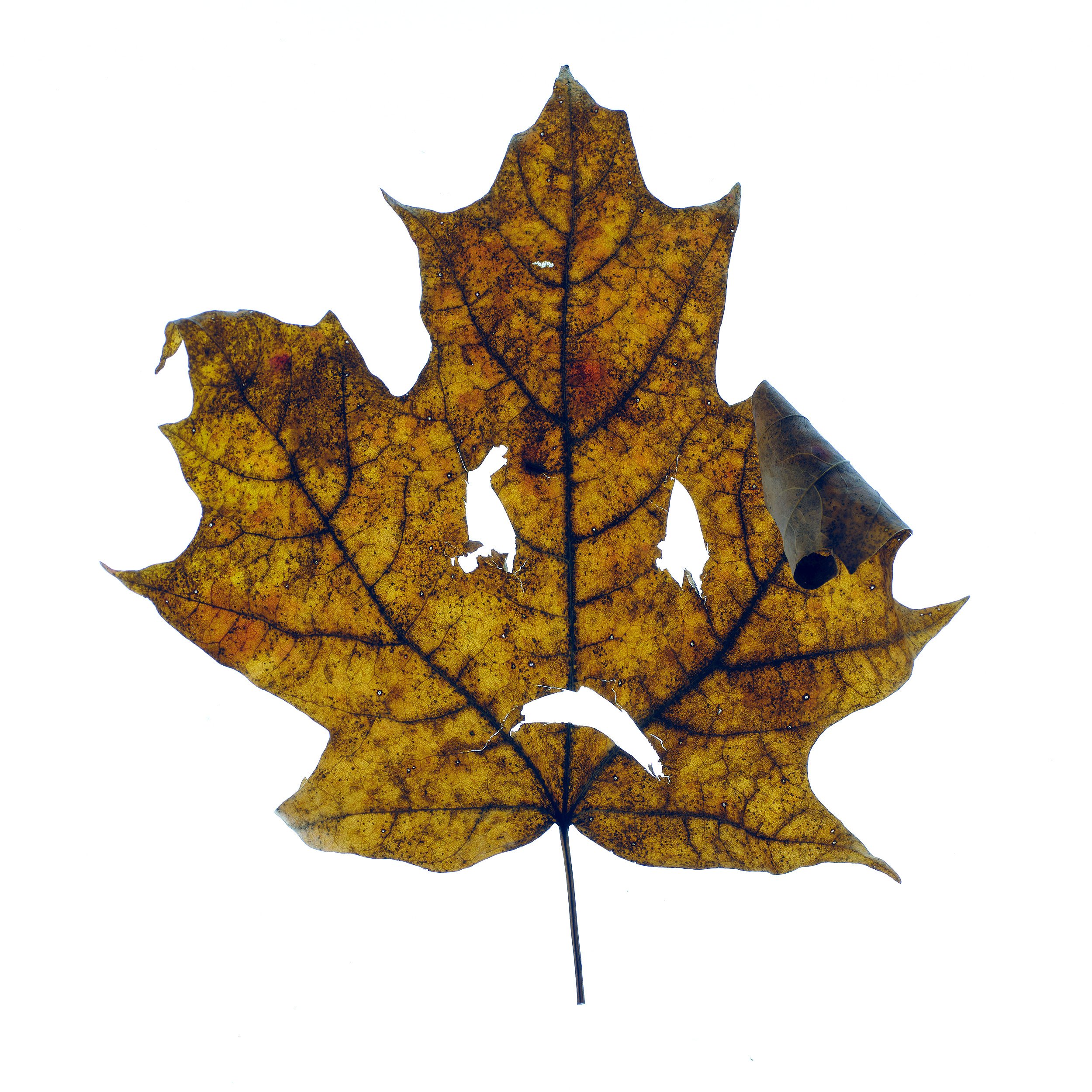 Angry Leaves #16