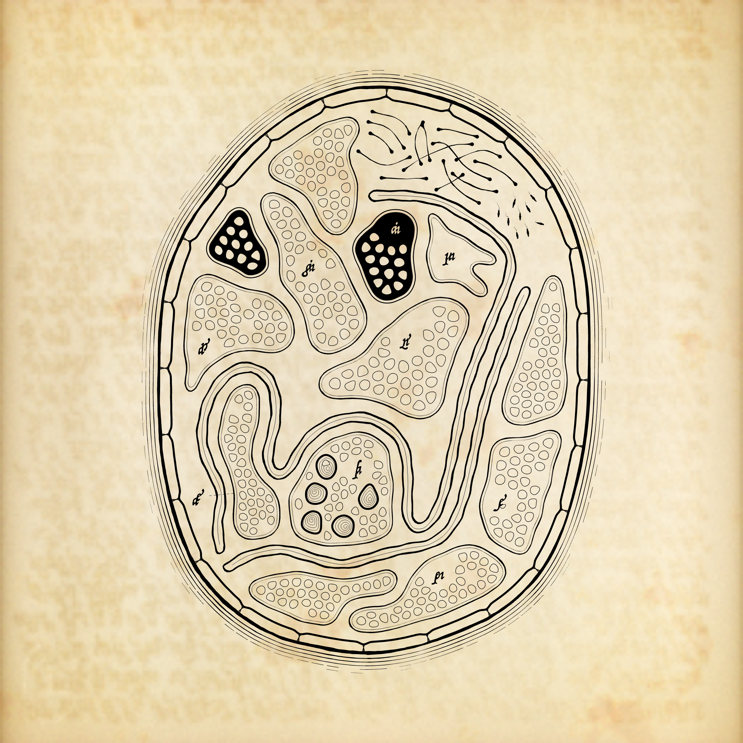 Cytographia #334