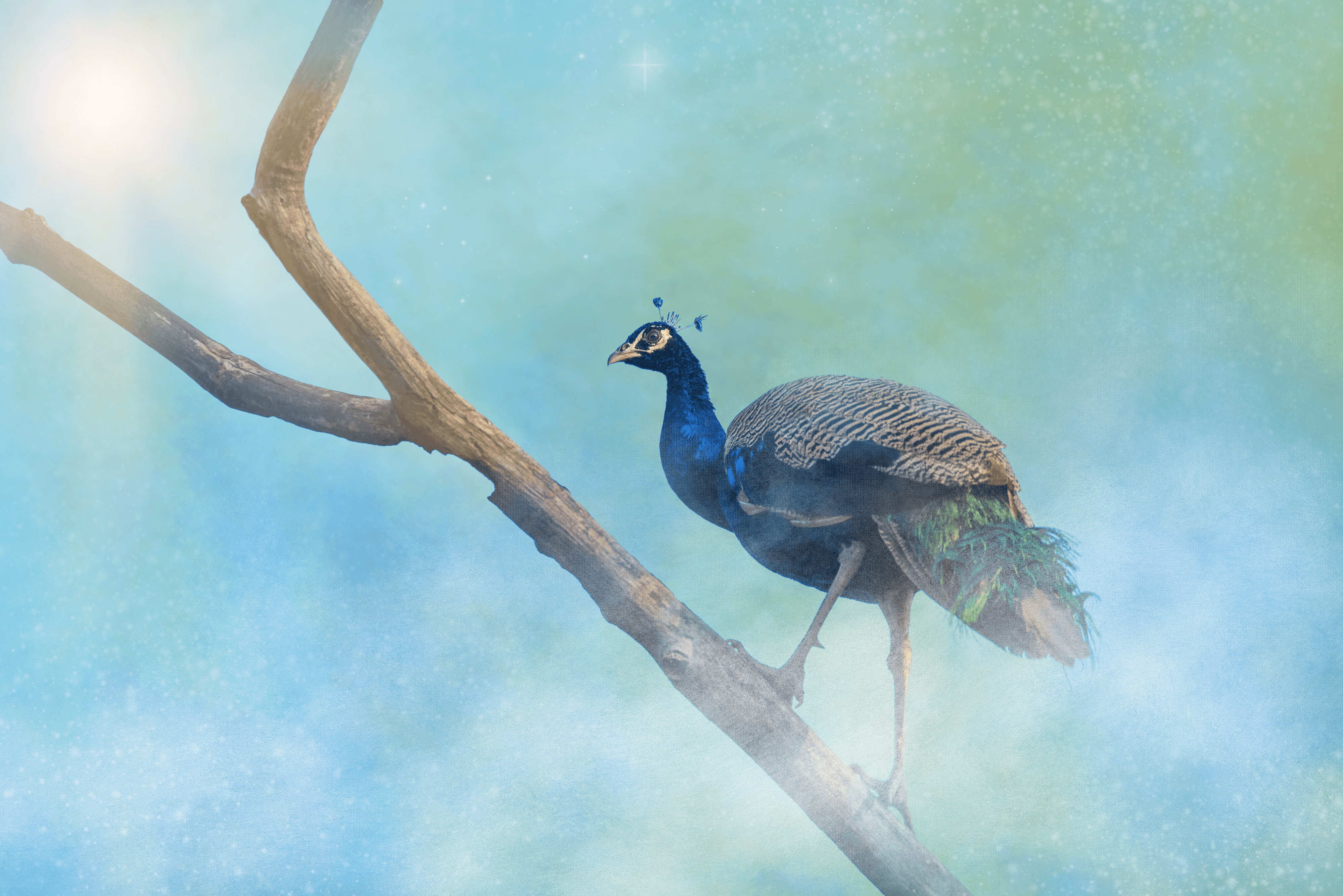 #55 Peacock - #Part2