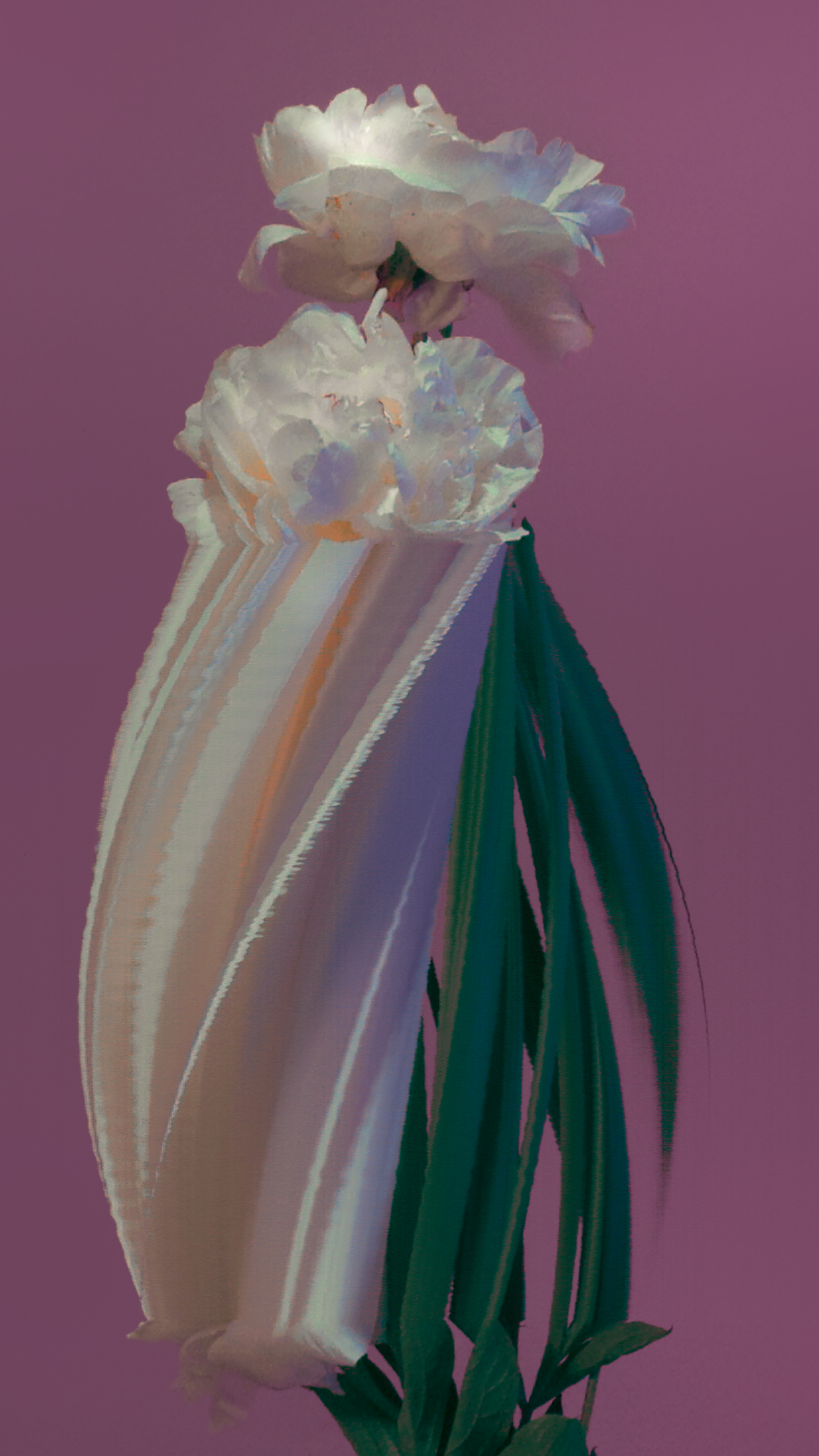Peony, still