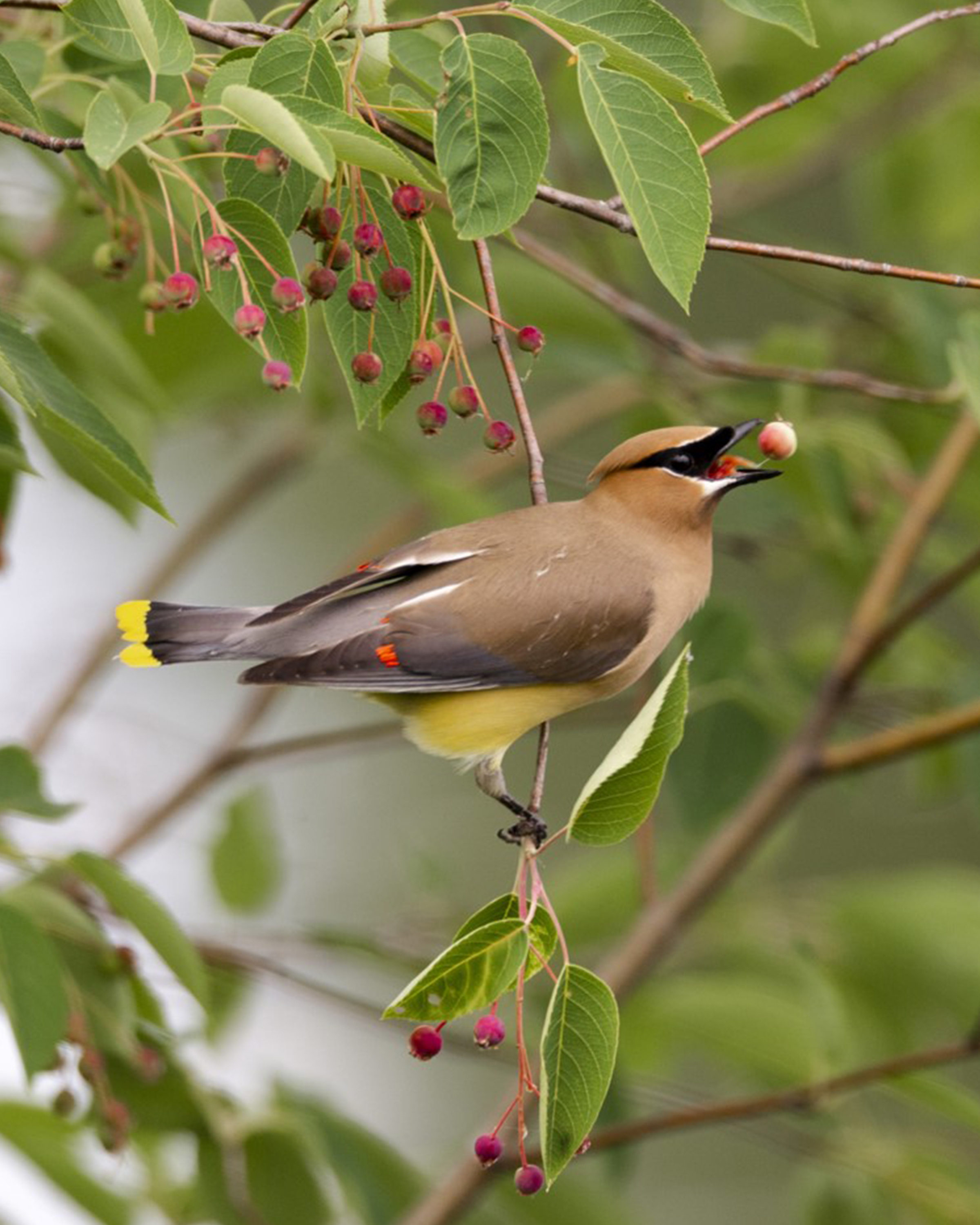 Male Cedar Waxwing