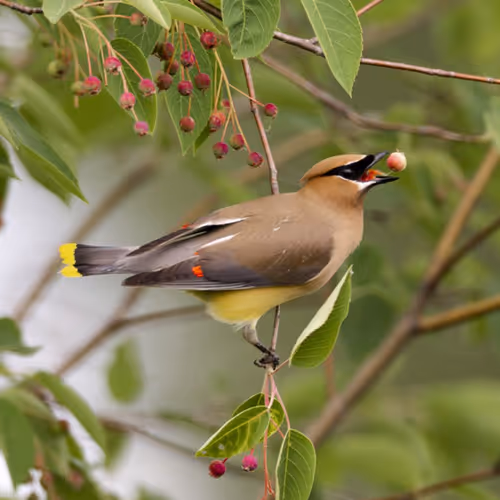 Male Cedar Waxwing