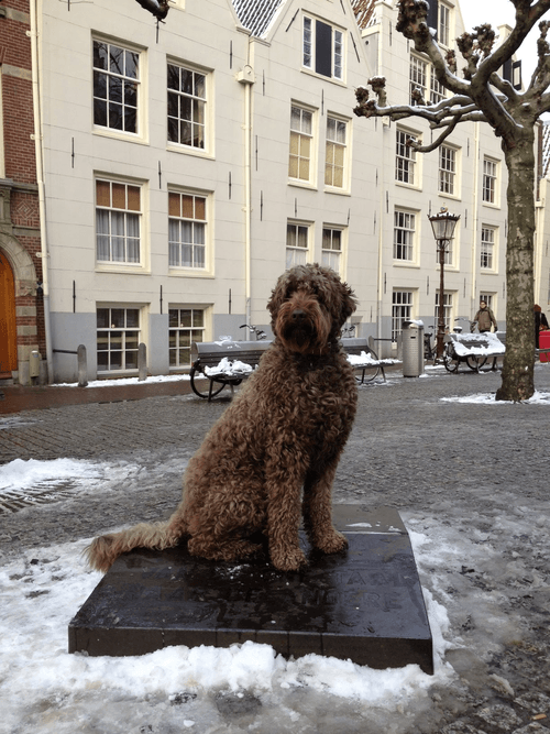 Street art project Dutch Dog Ollie 95