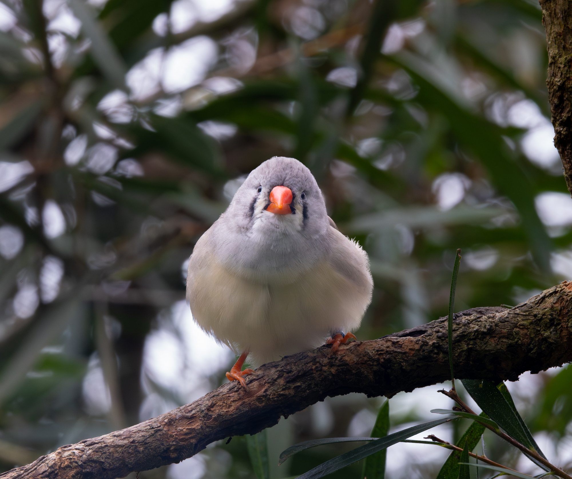 Curious Perch