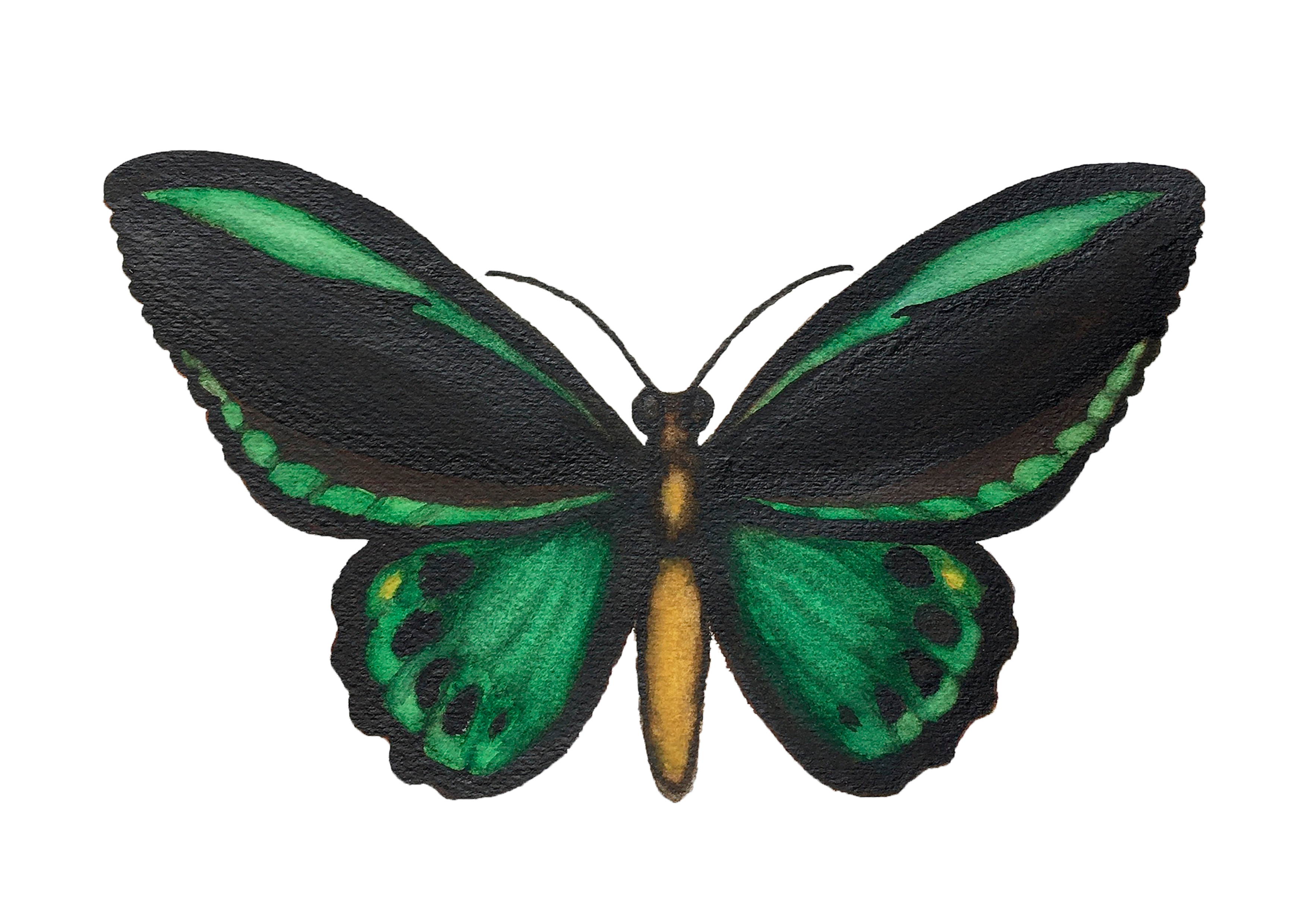Butterfly ORNITHOPTERA PRIAMUS