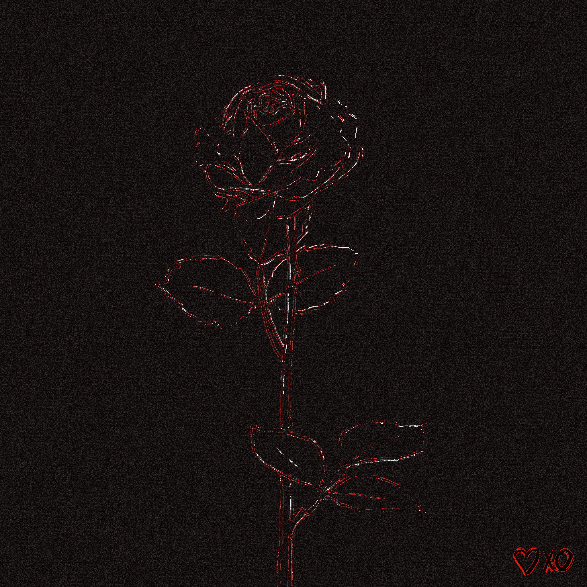 rose