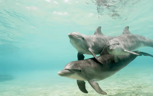 Dolphin