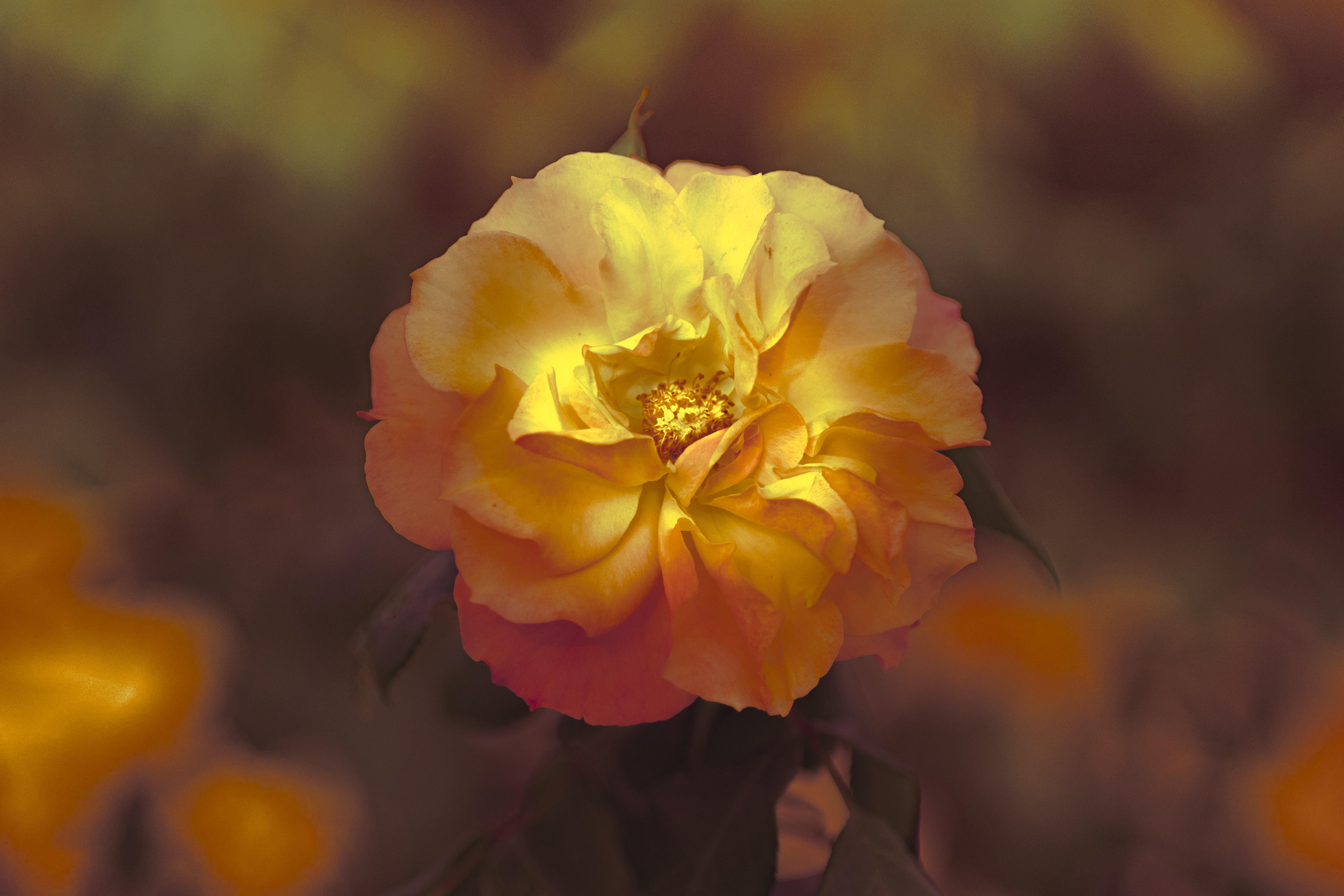 NECTAR