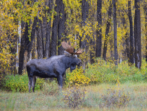 Balance #44 Moose