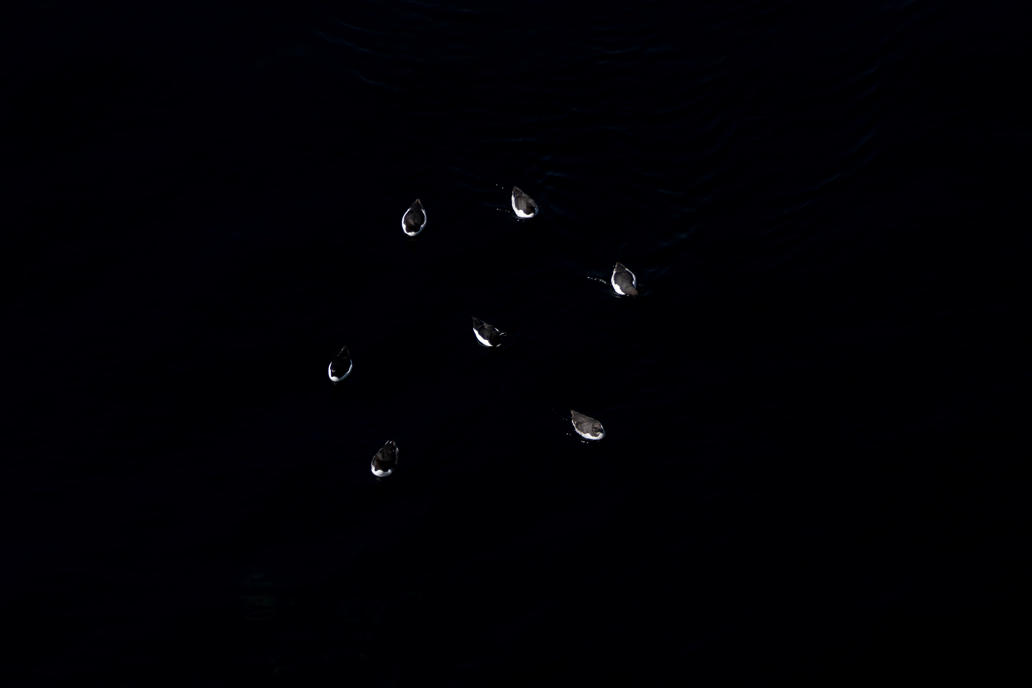 Flock Together II #39/42