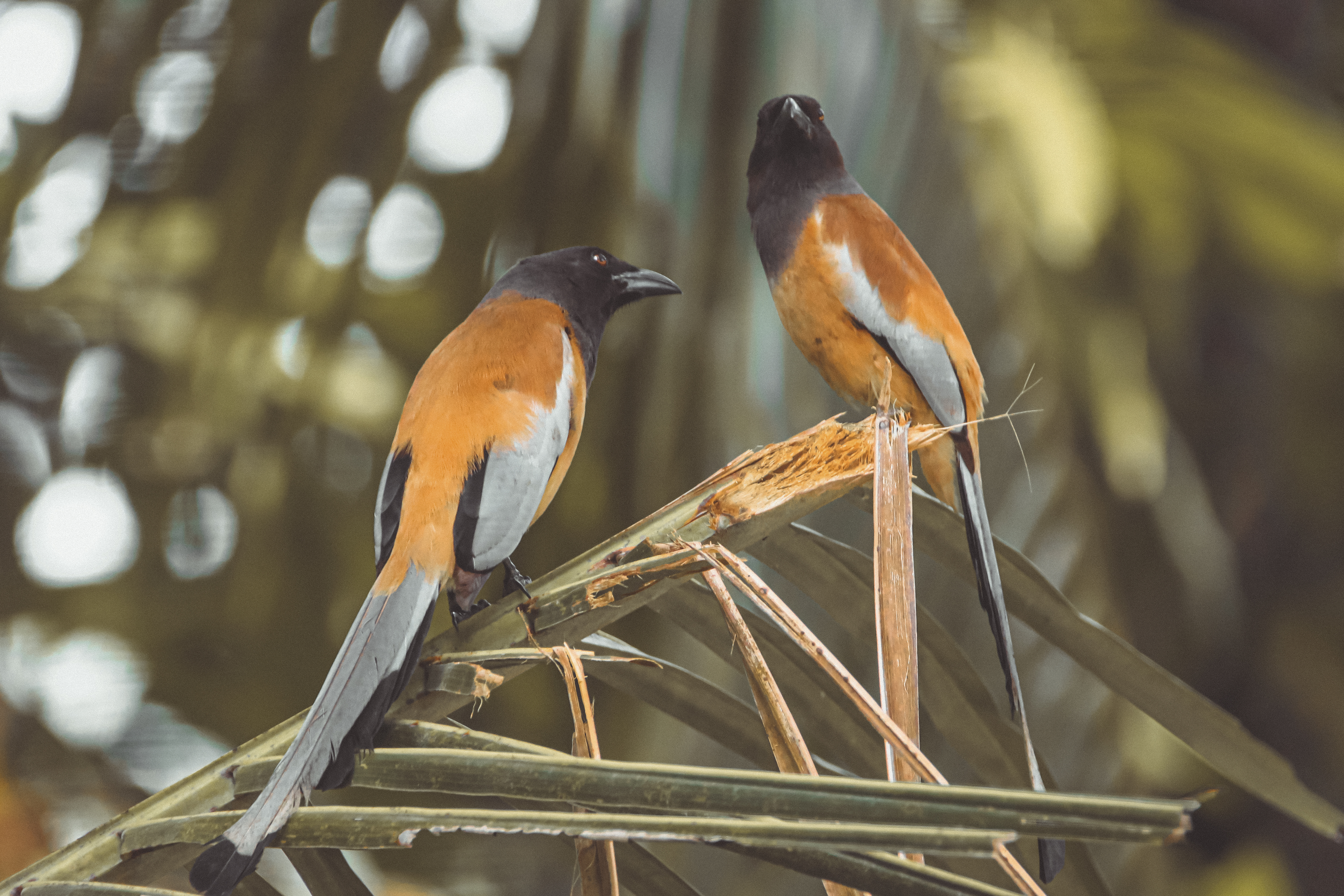 The Rufous Treepie (Indian Treepie) #29