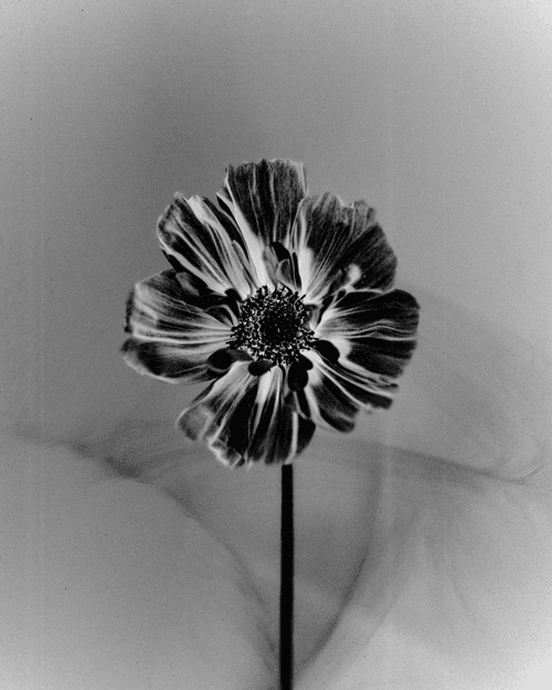 Anthos #49 - Cosmos
