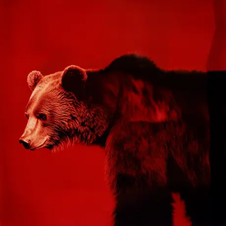 bear #1693