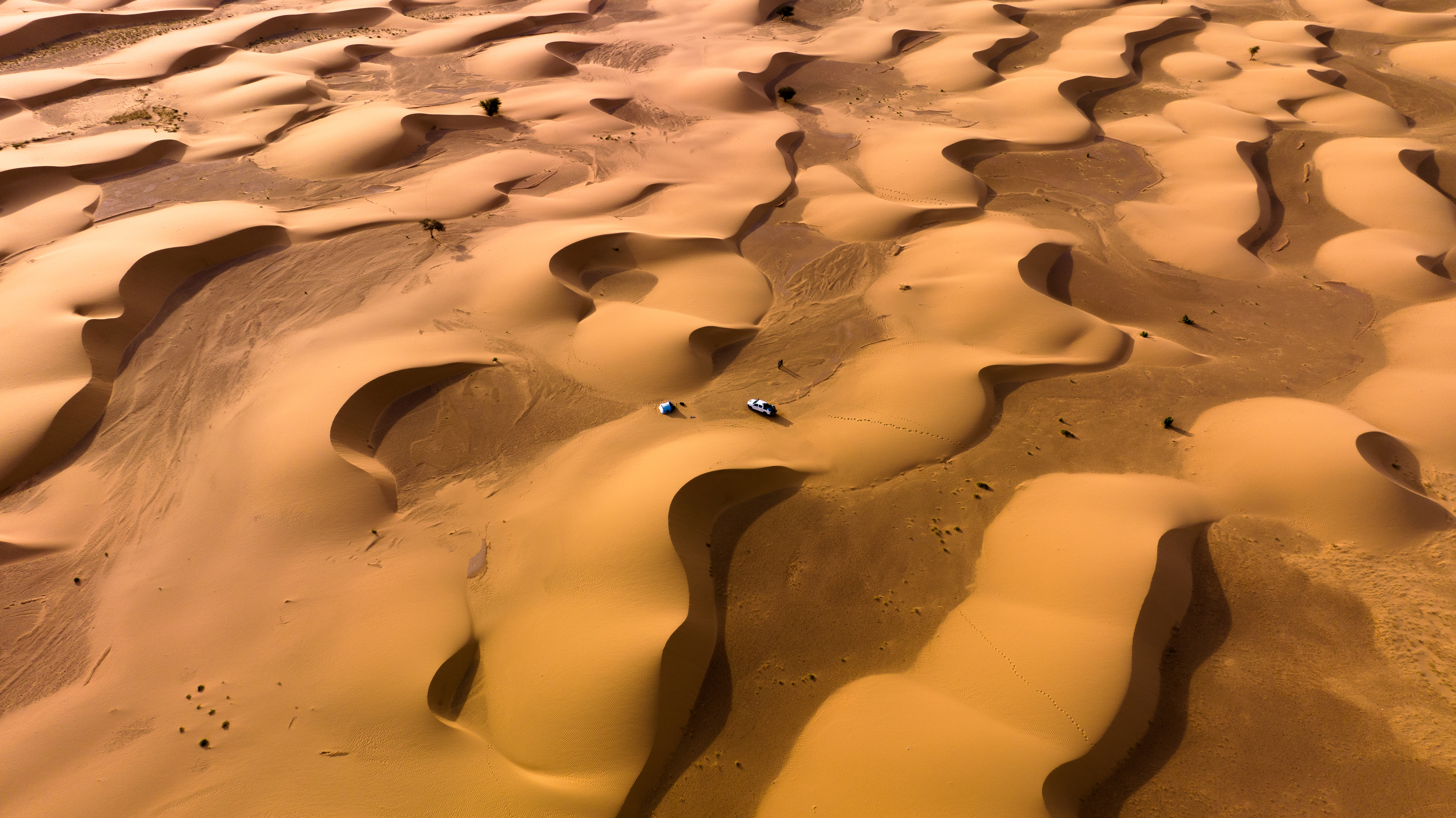 Camel Spiders