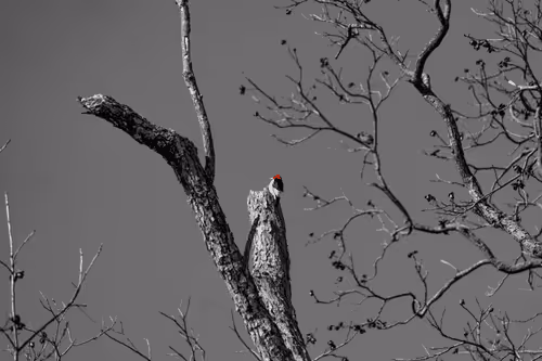 The Red Head