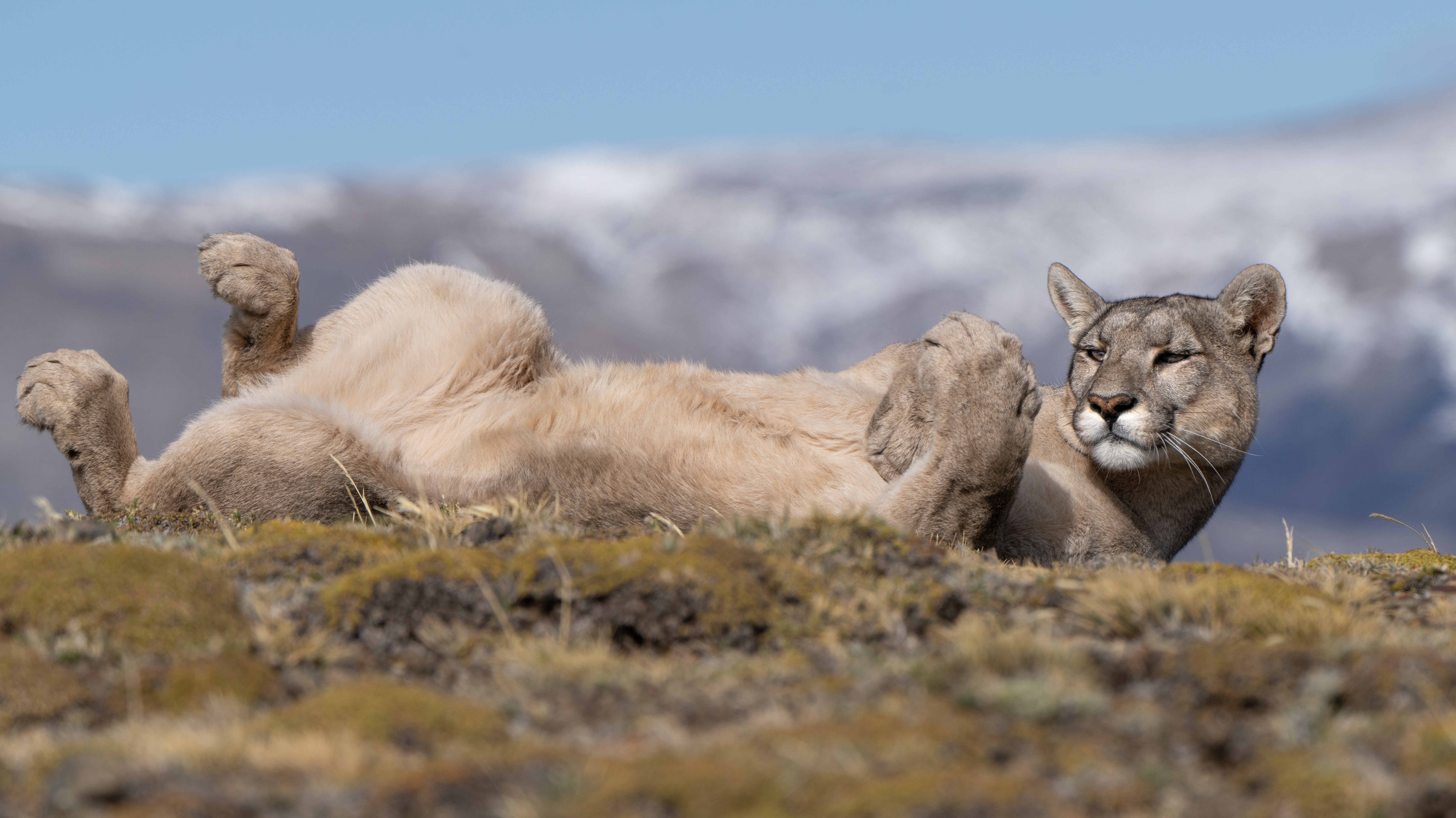 Paws of Paine