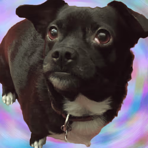 BaileyDoge Twirl Blue