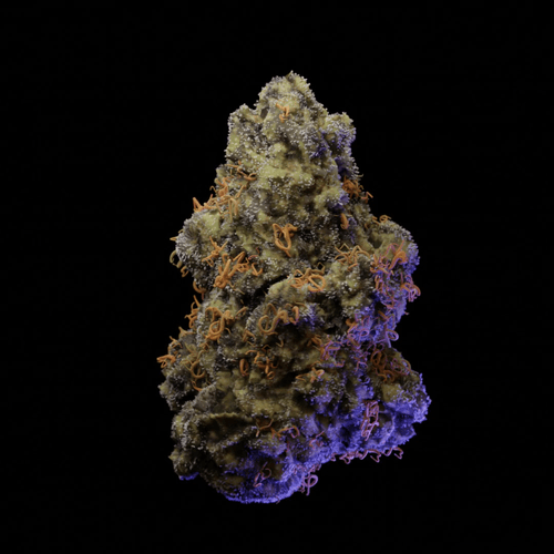 Gelato