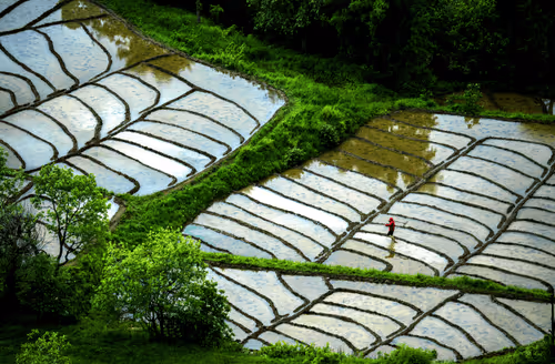Rice field