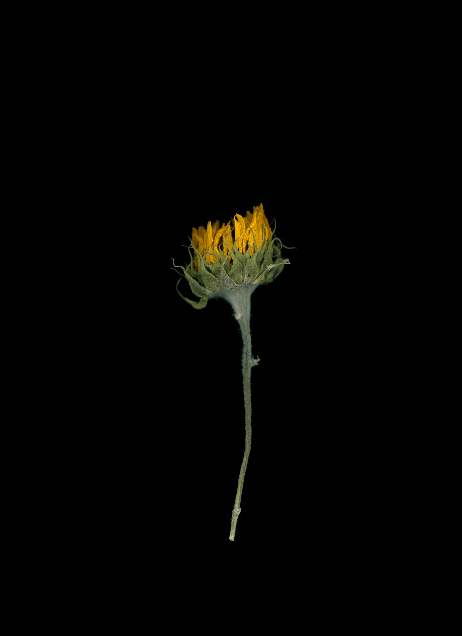 Sunflower (2020)
