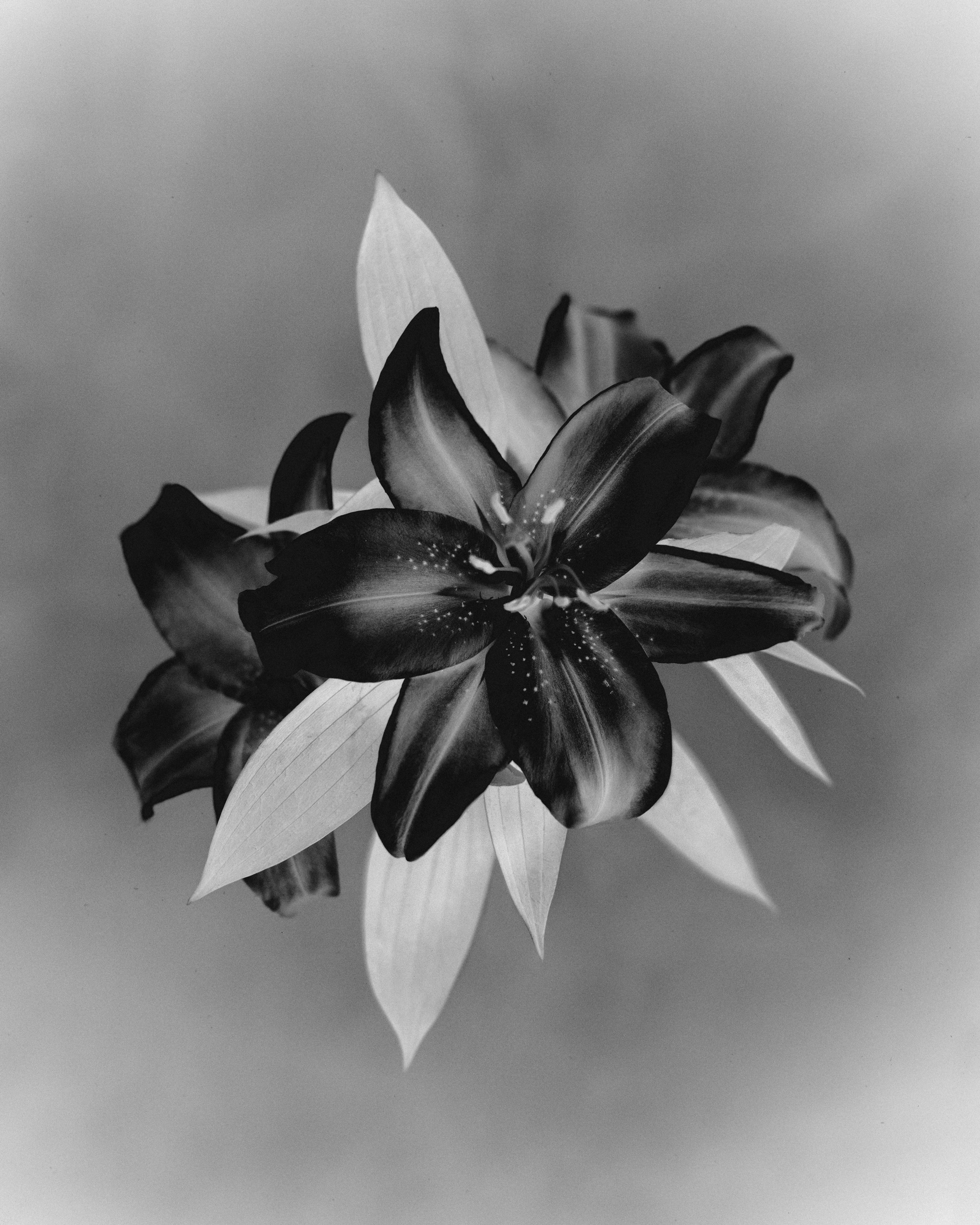 Anthos #27 - Stargazer Lily